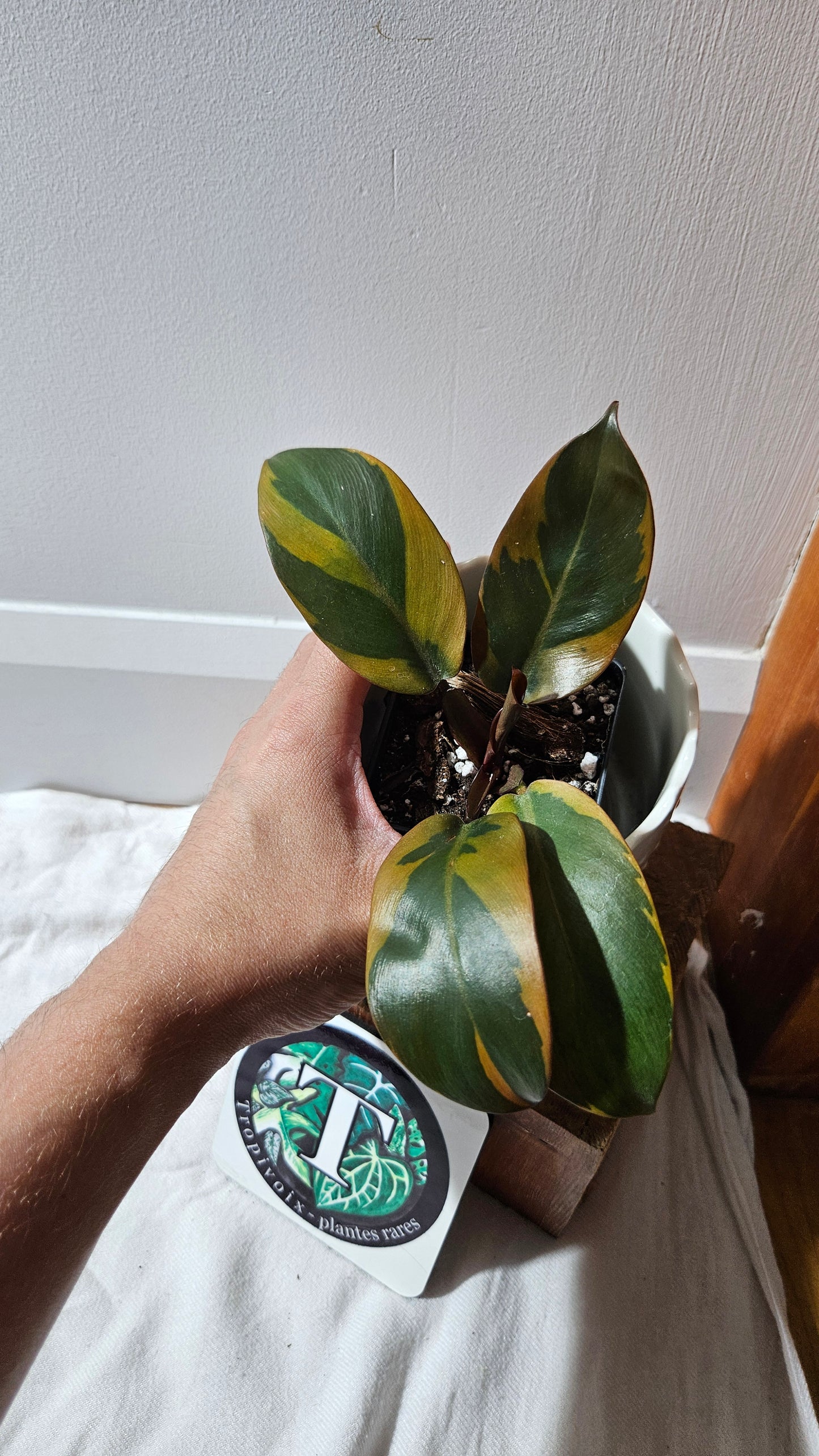 Philodendron Black Cardinal Variegata (PHI-889)