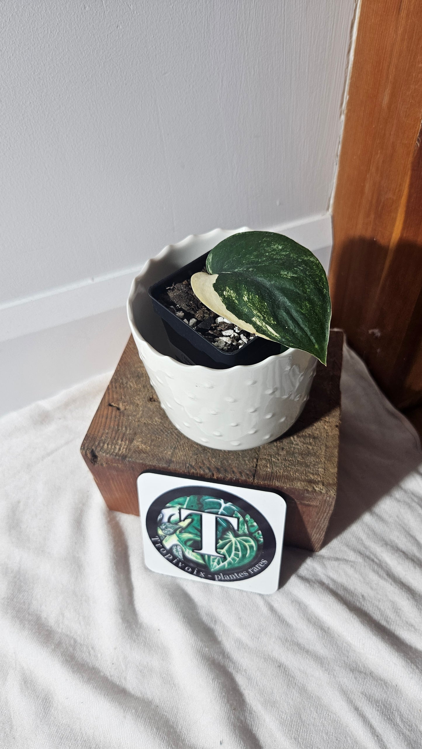 Scindapsus Jade Satin Albo (SCI-927)