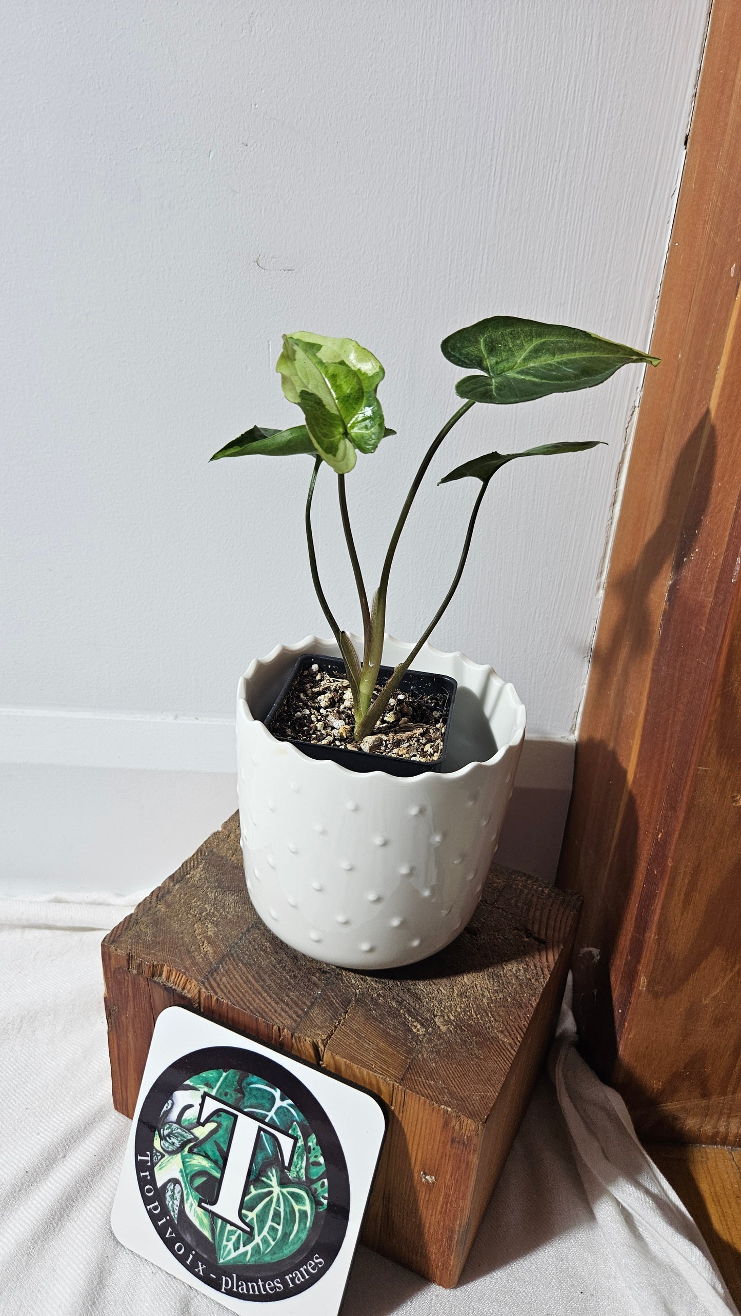 Syngonium Three kings (SYN-445)