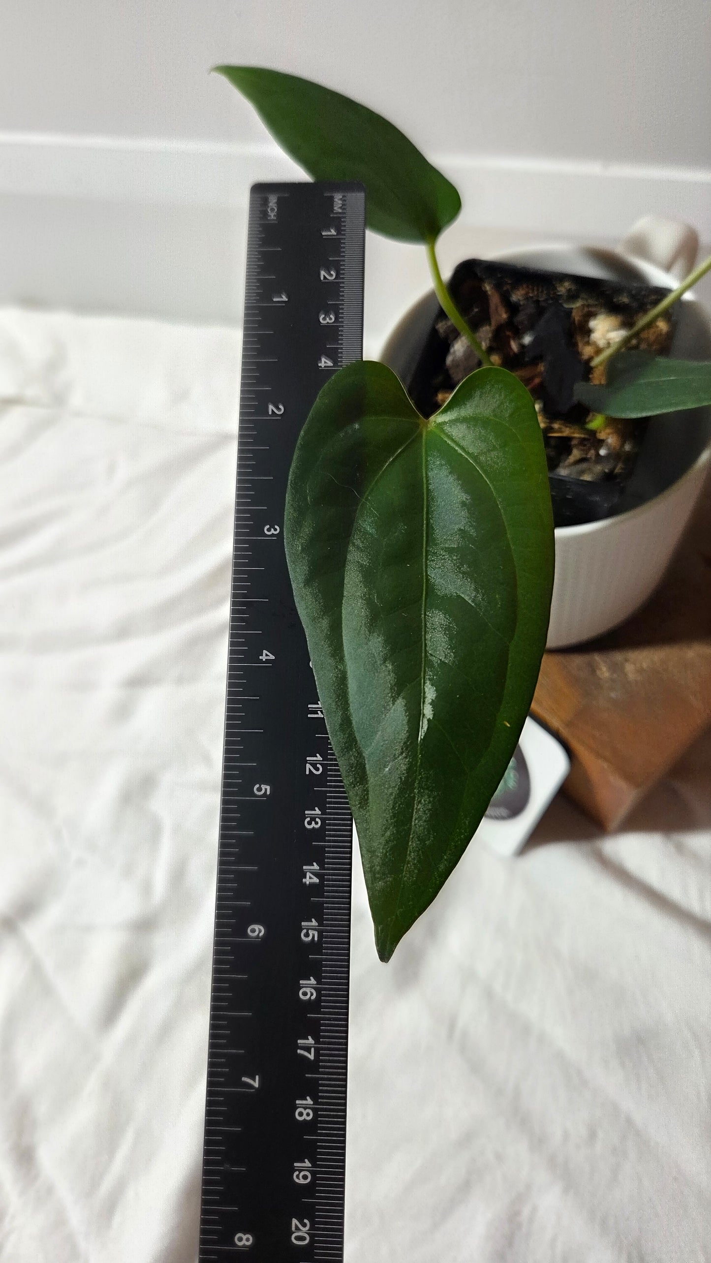 Anthurium Luxurians X Napo "format MOYEN" (ANT-656)
