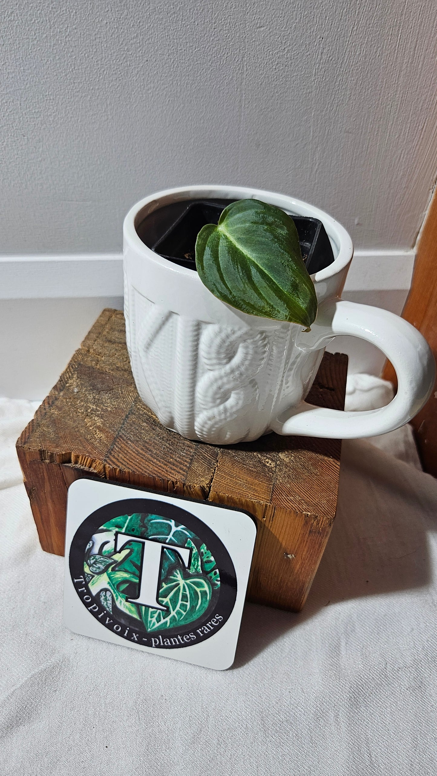 Philodendron Glorious (PHI-467)