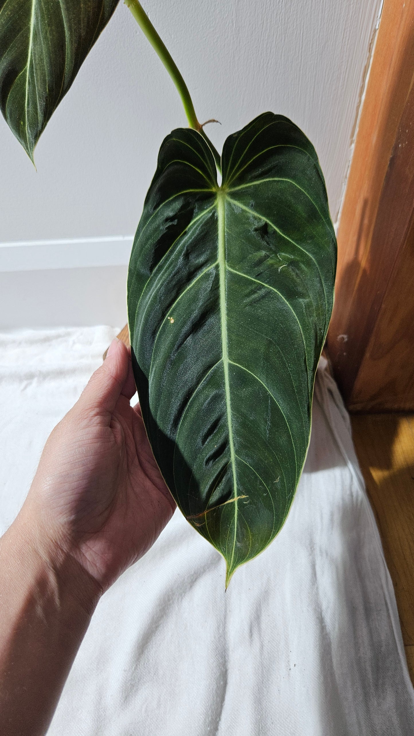 Philodendron Melanochrysum "Large"(PHI-864)