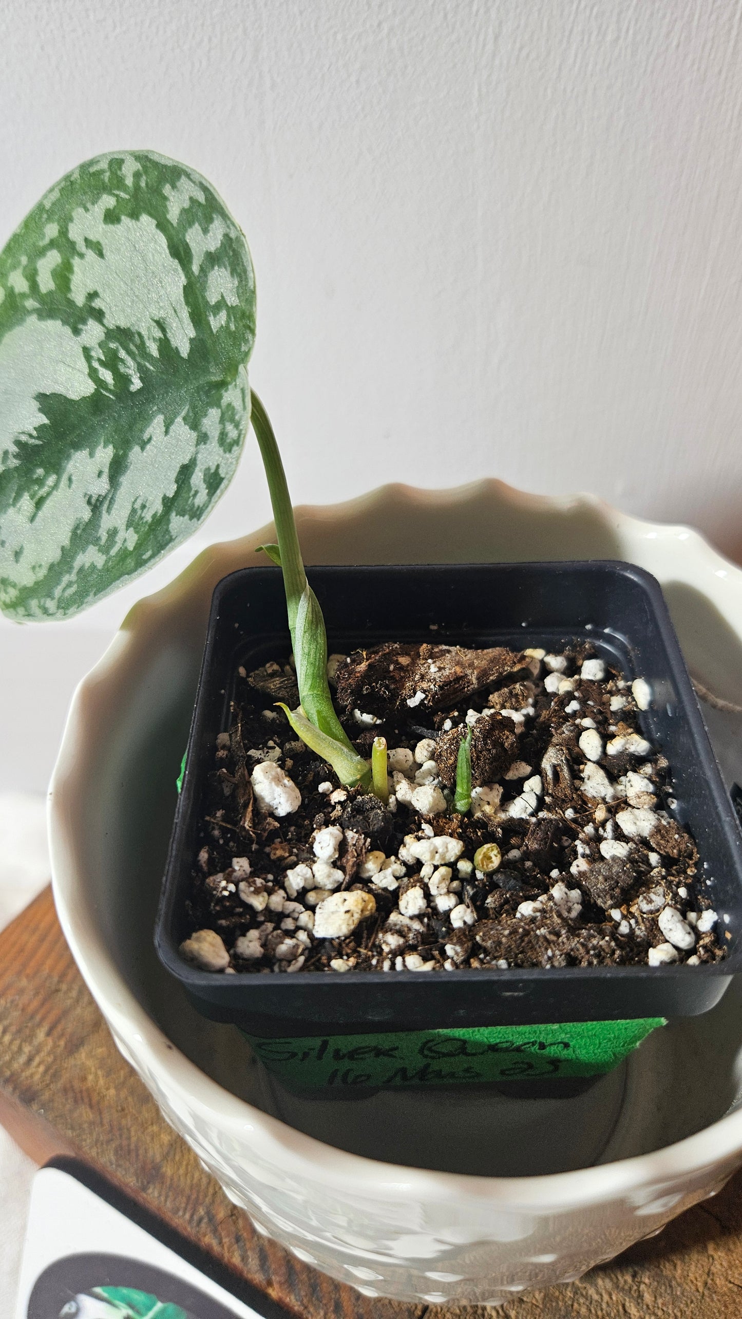 Scindapsus Silver Queen (SCI-950)