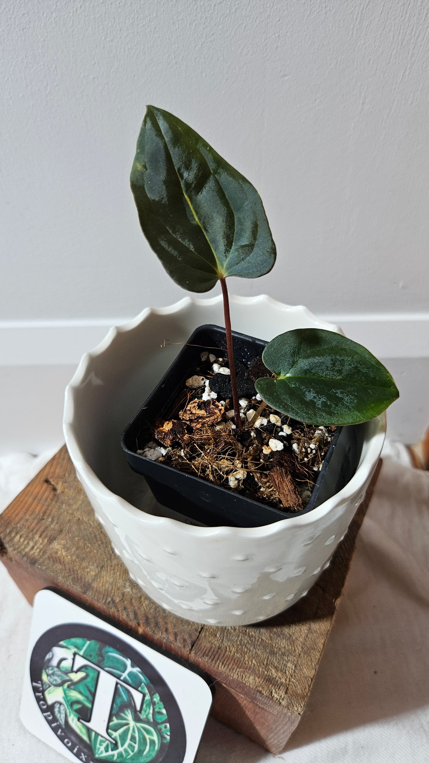 Anthurium Papillilaminum (d'équateur) "format PETIT" (ANT-505)