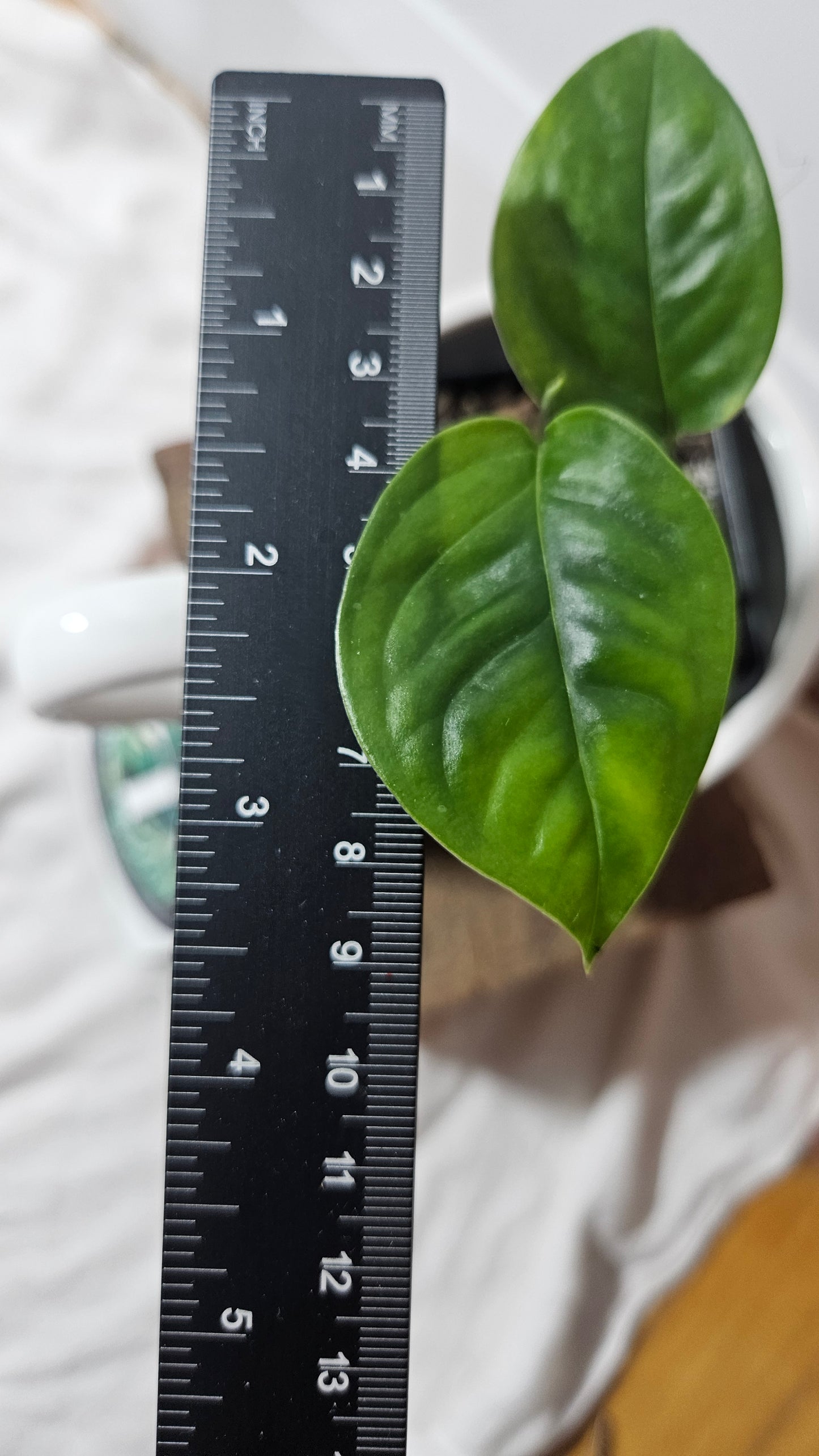 Monstera Obliqua Aff Limon (MON-313)