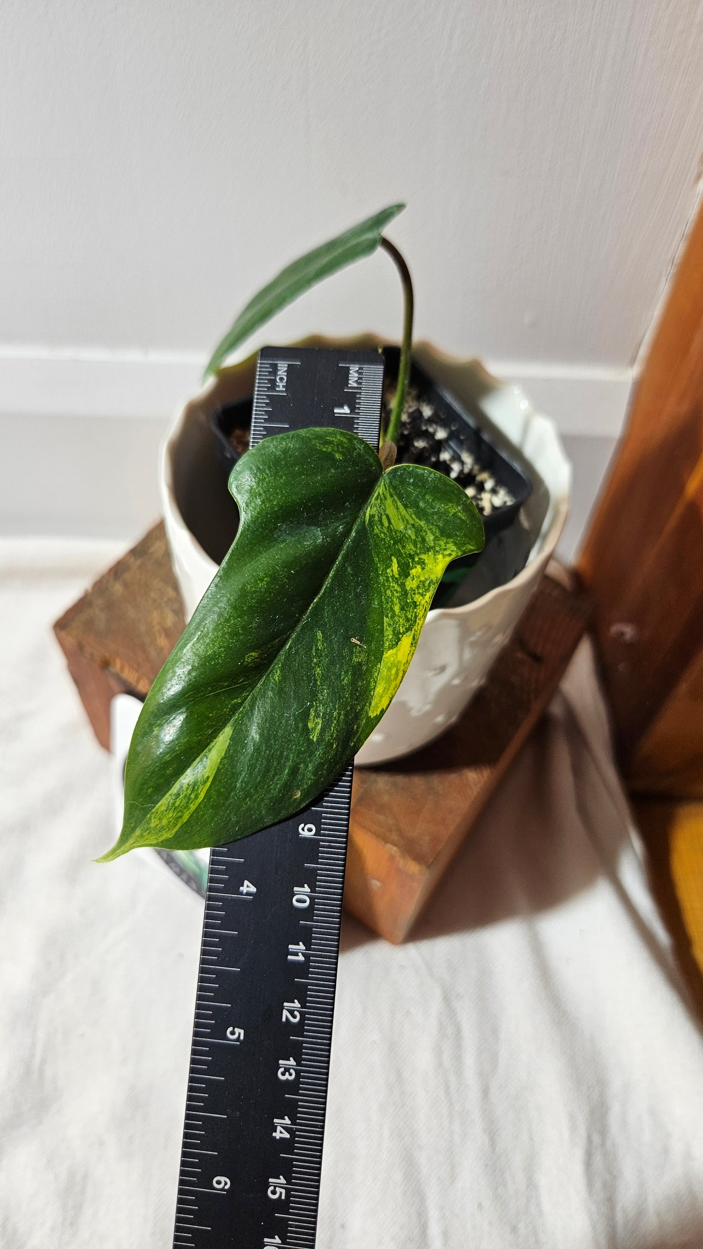 Philodendron Florida Beauty (PHI-688)