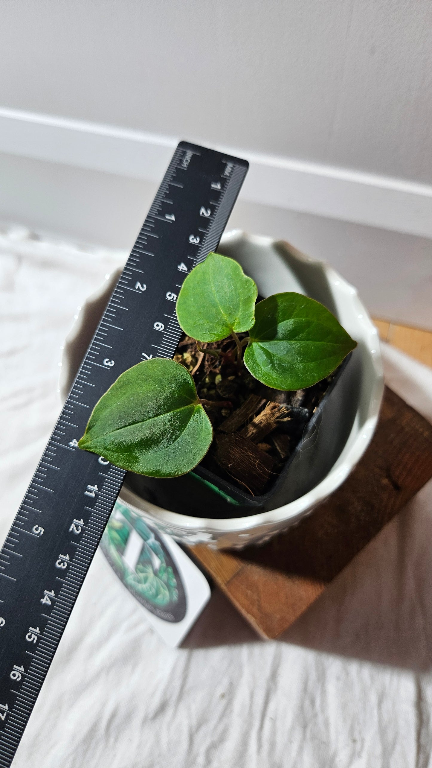Anthurium Dressleri × Blue Papillilaminum "format SEEDLING" (ANT-621)