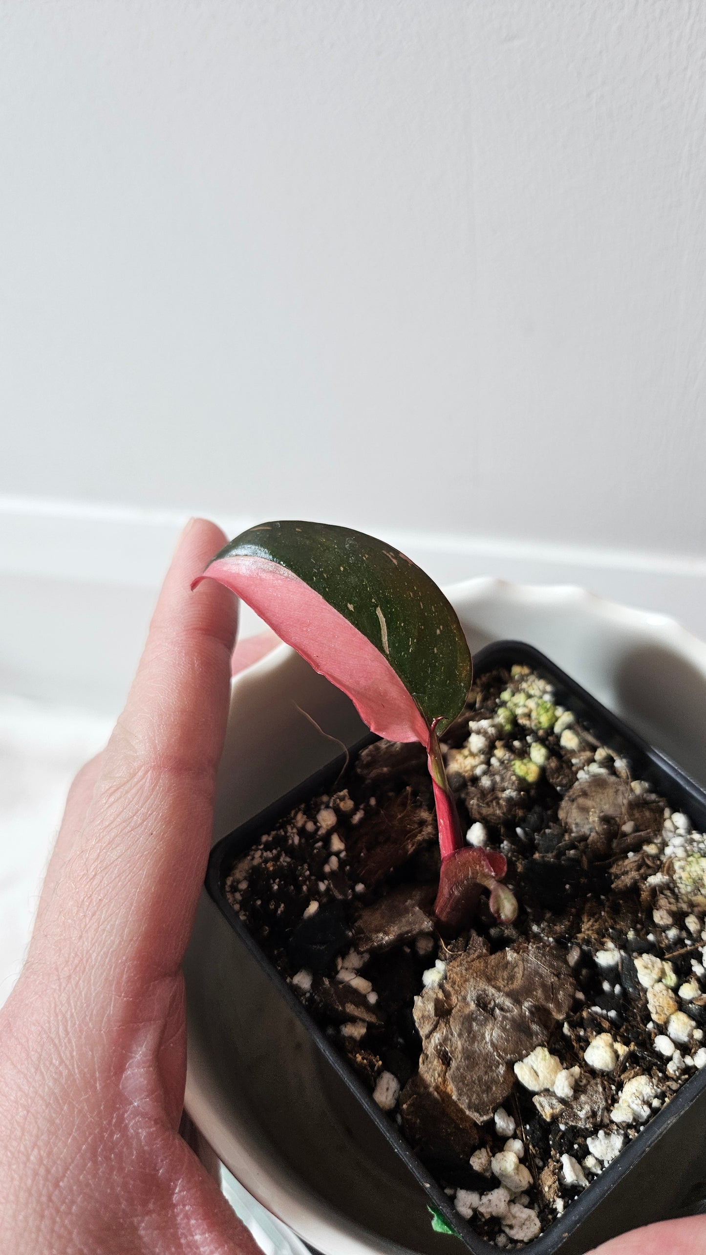 Philodendron Black Cherry (PHI-709)