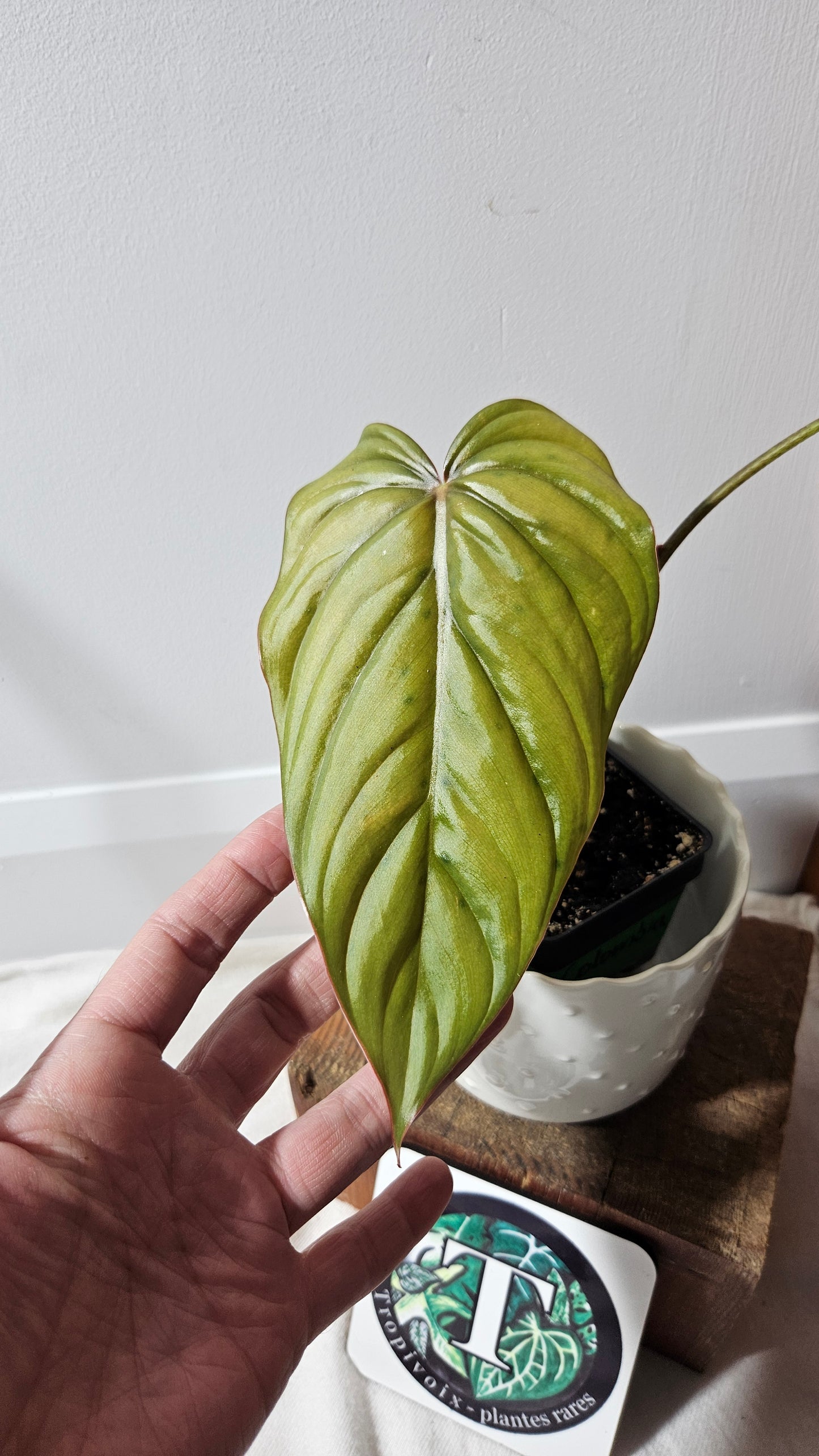 Philodendron Aff Colombia (PHI-720)