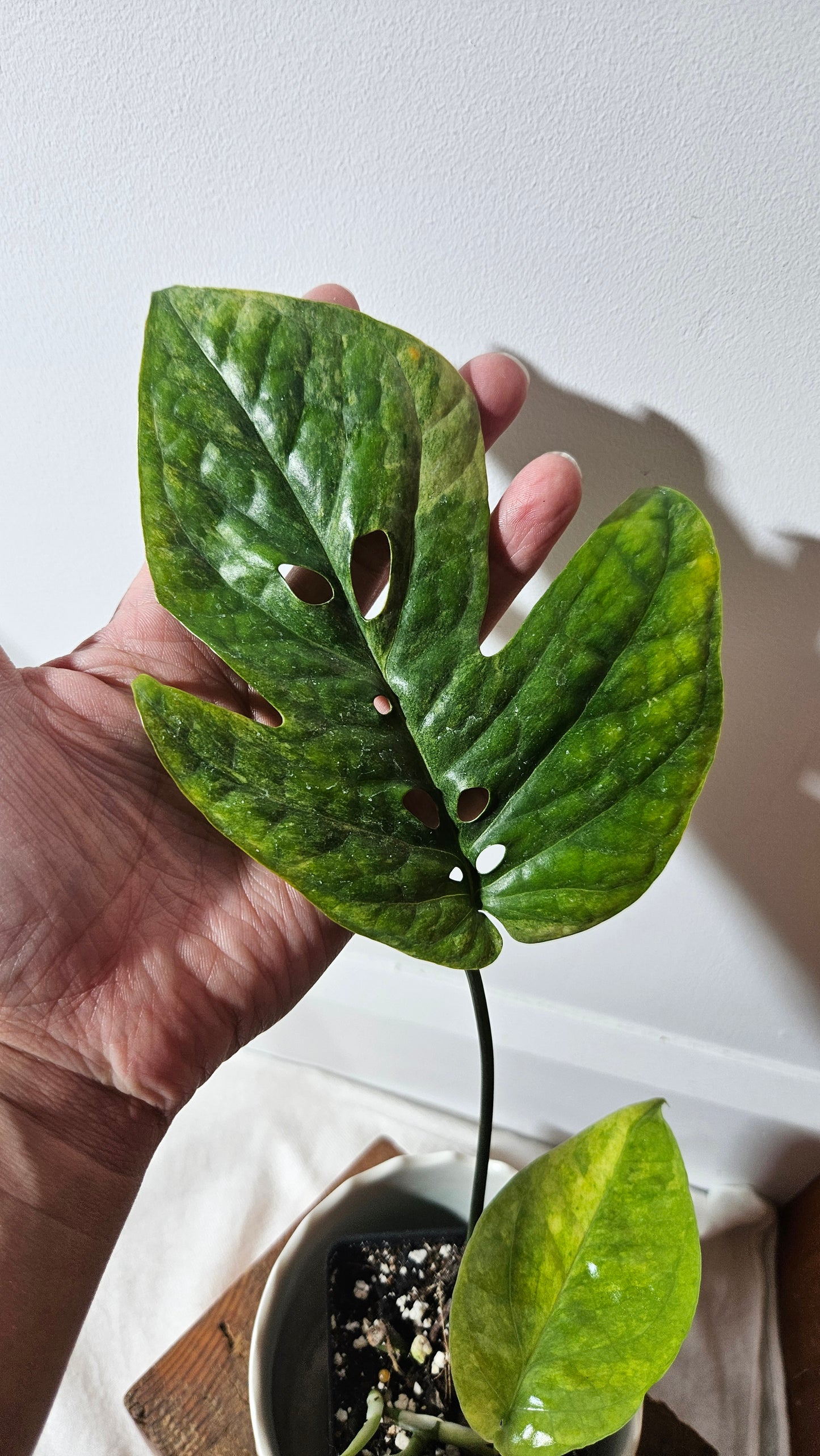 Amydrium Medium Mint Variegata (AMY-030)