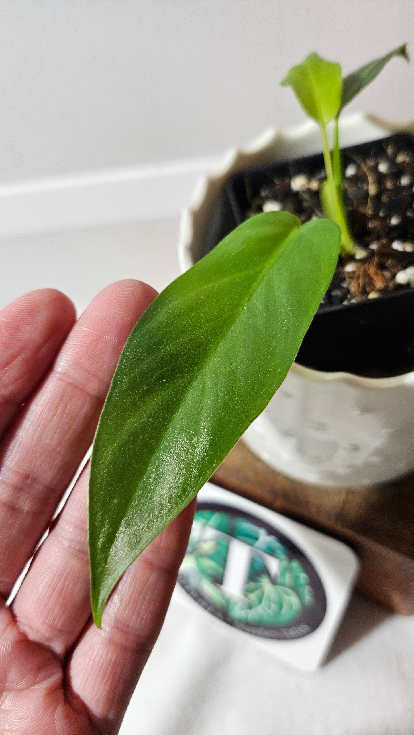 Philodendron Florida Beauty X Bob Cee REVERT(PHI-927)
