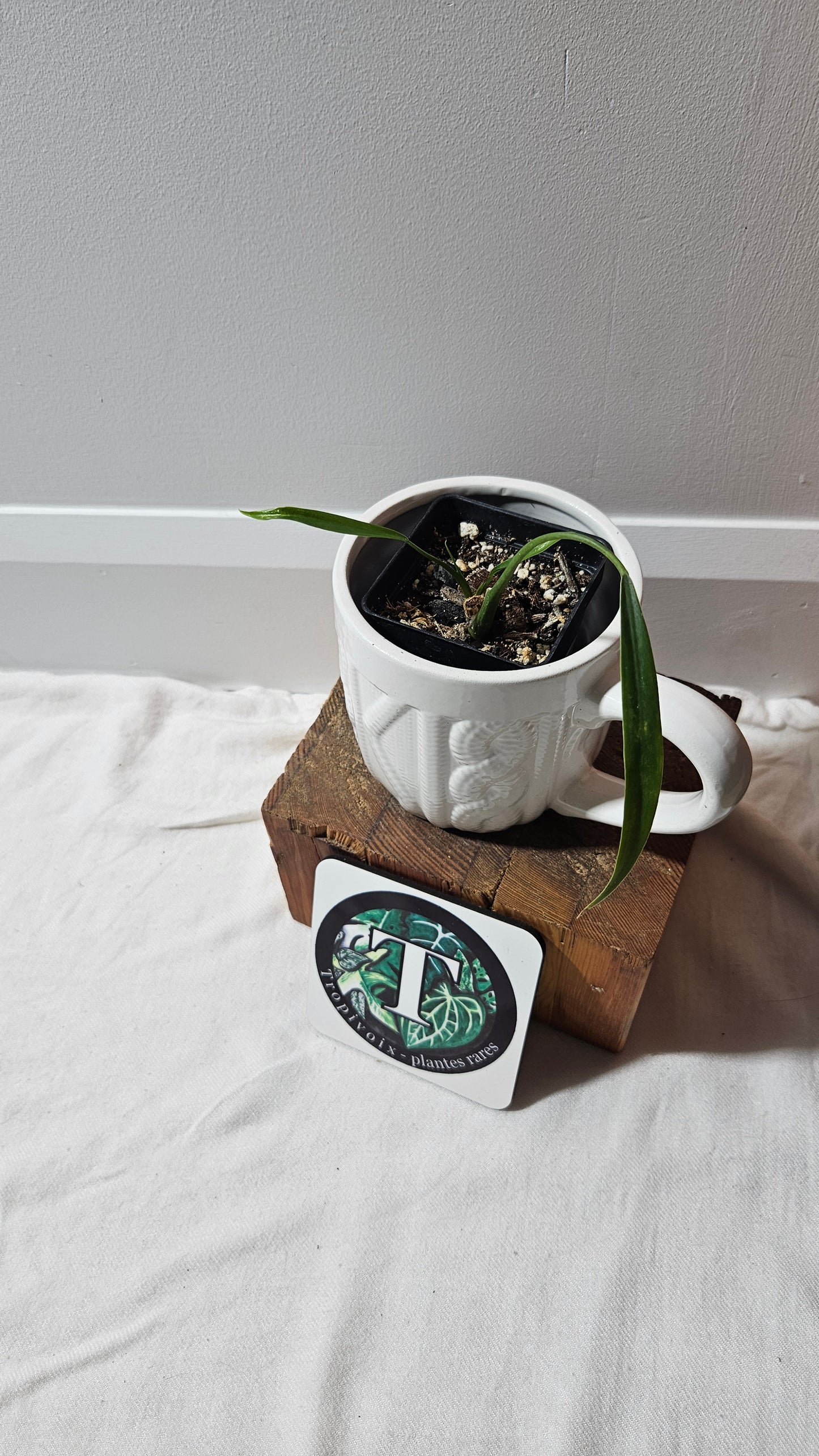 Philodendron Holtonianum Super Narrow (PHI-648)