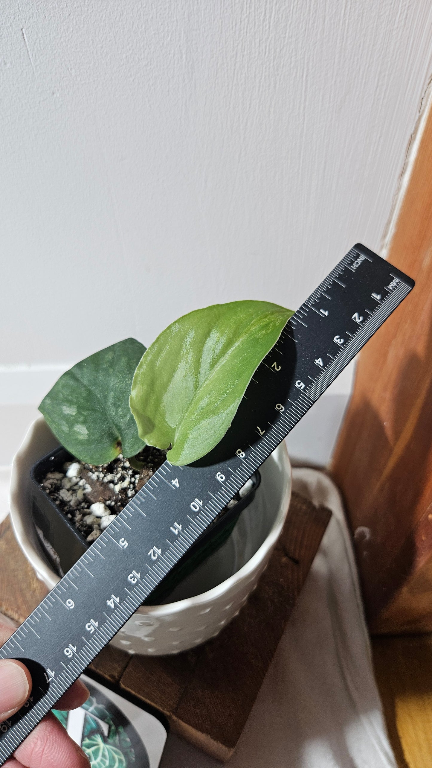 Scindapsus Silver Splash "Green on Green" (SCI-808)