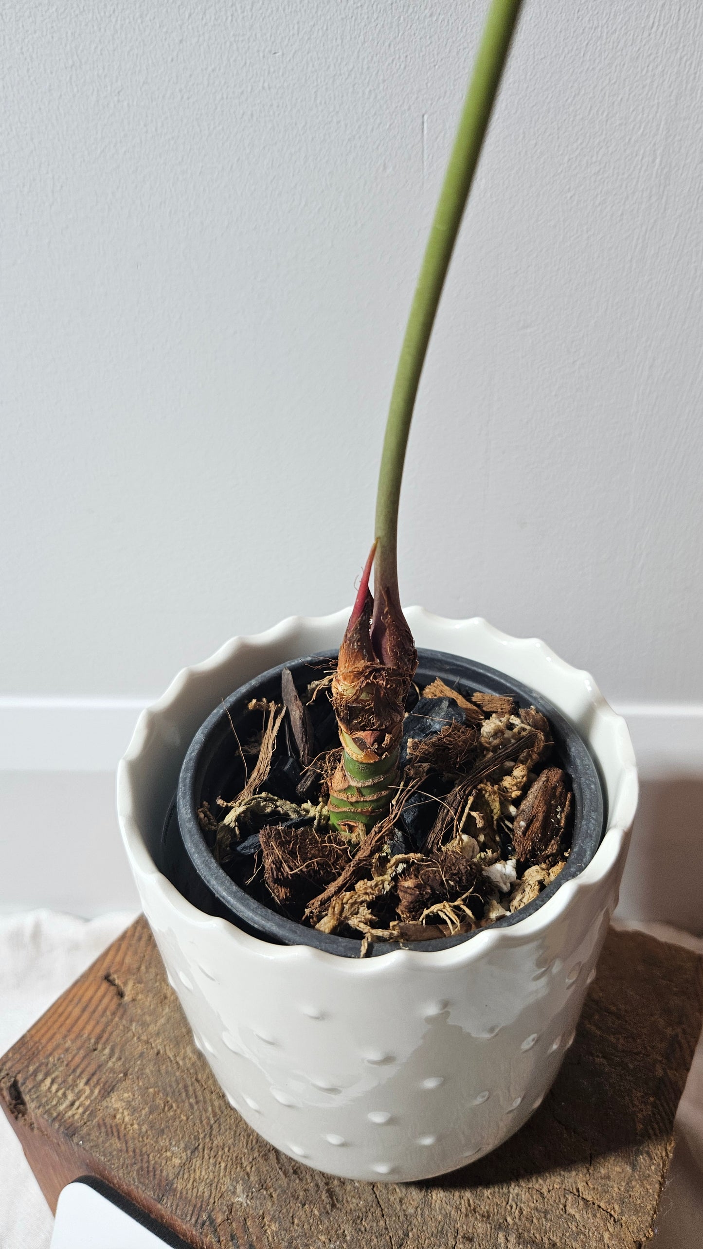 Anthurium Natenza Narrow Black "format LARGE" (ANT-477)