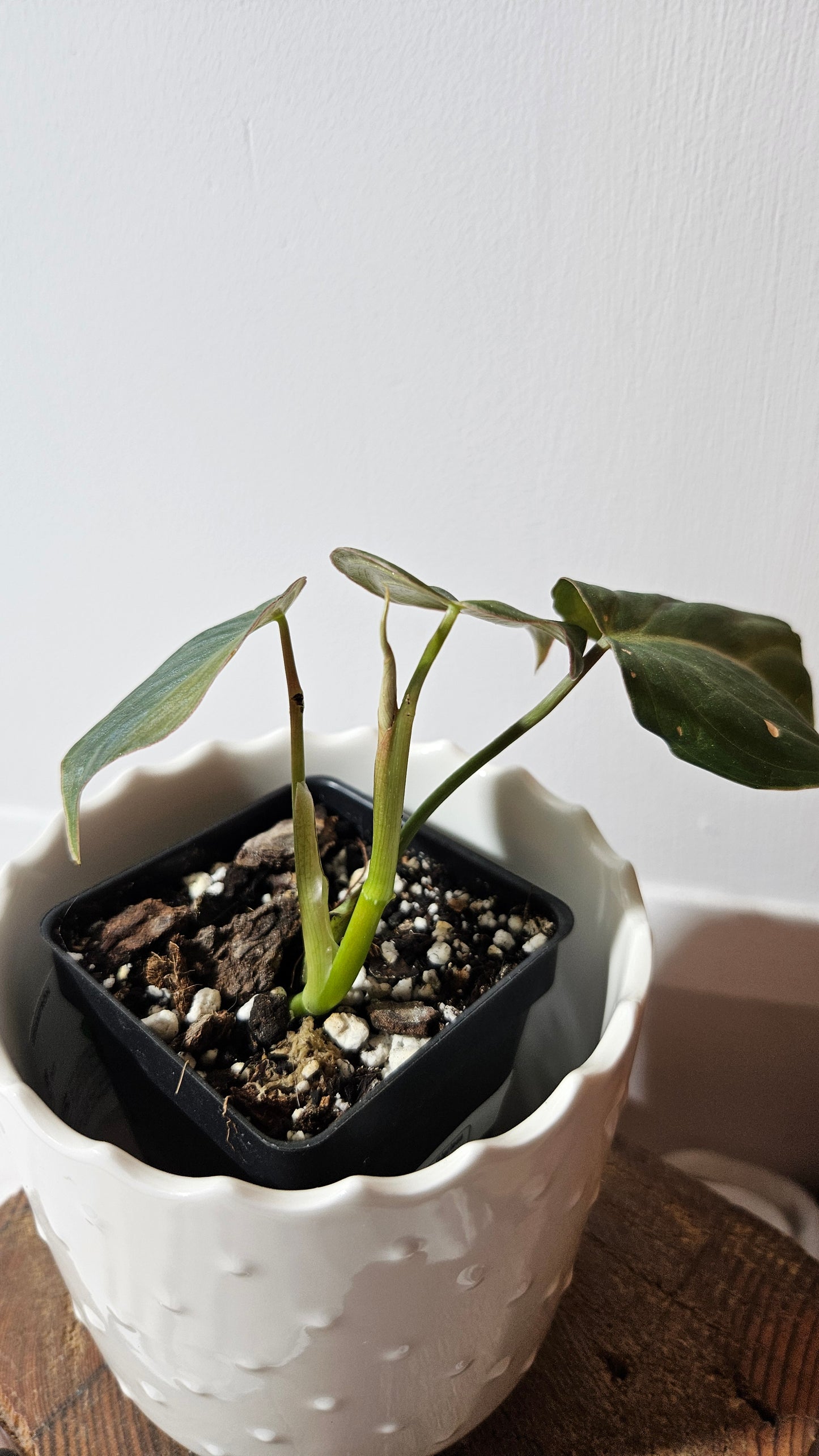 Philodendron Glorious (PHI-836)