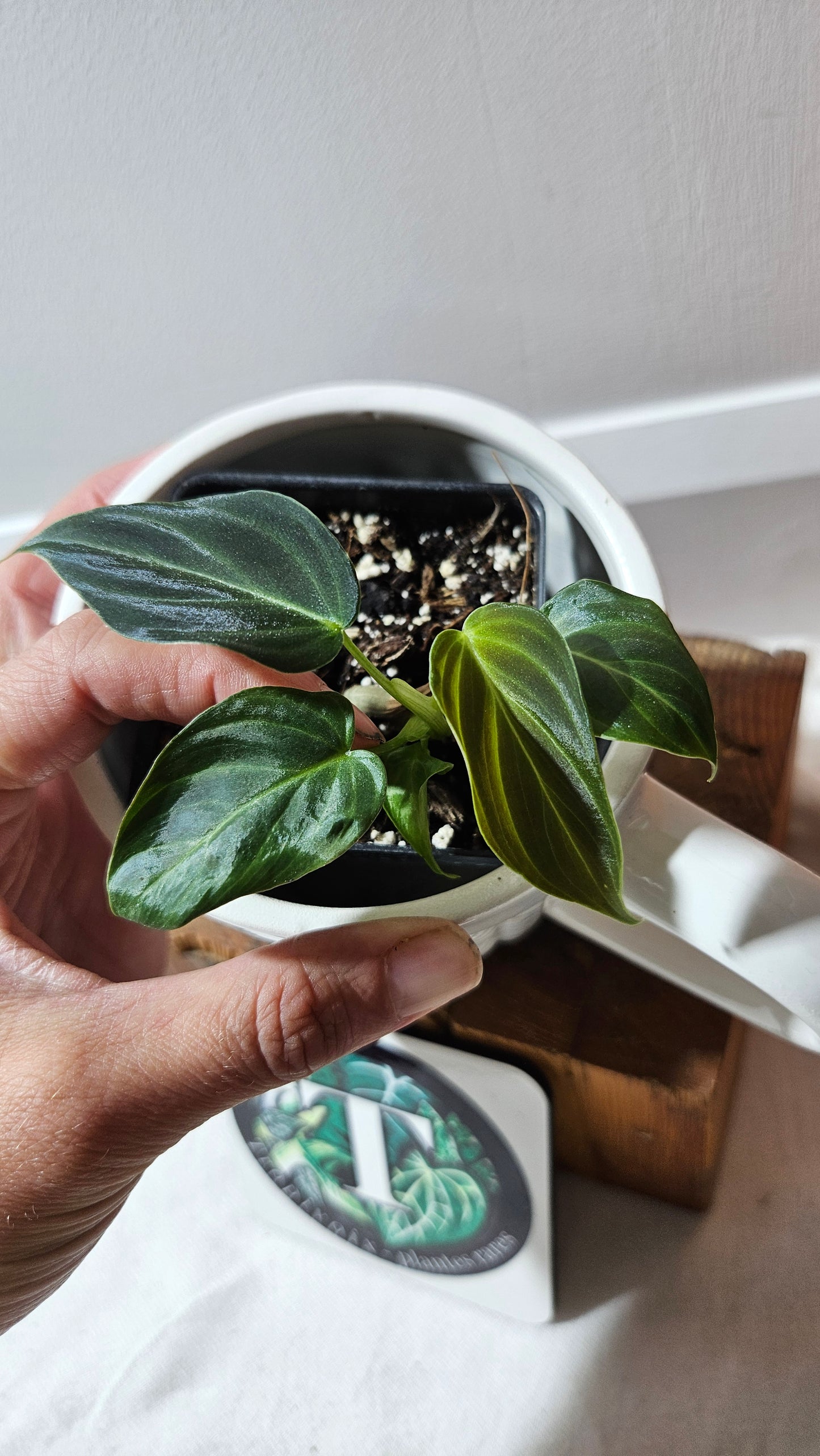 Philodendron Splendide (PHI-905)