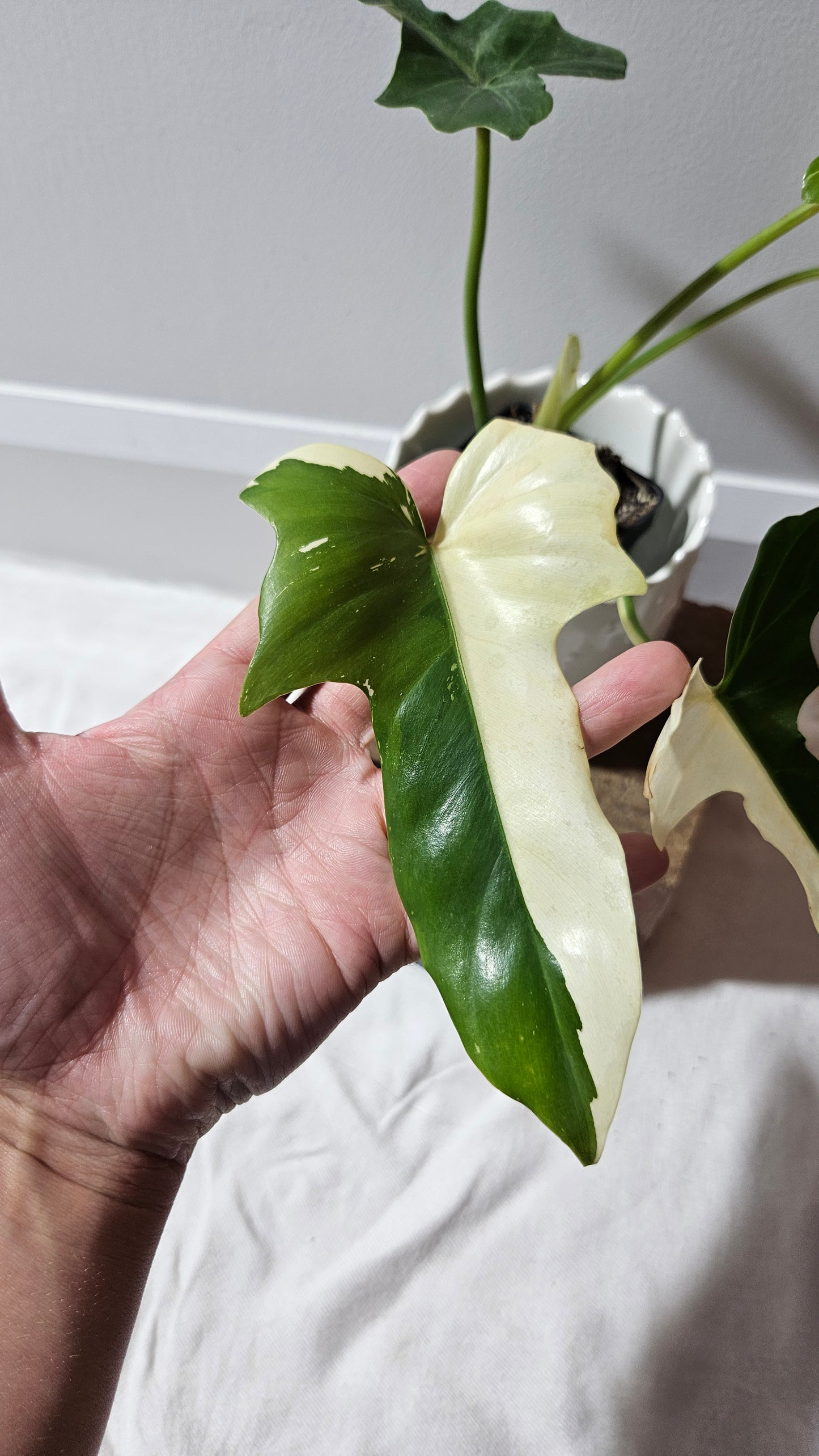 Philodendron Golden Dragon Variegata (PHI-899)