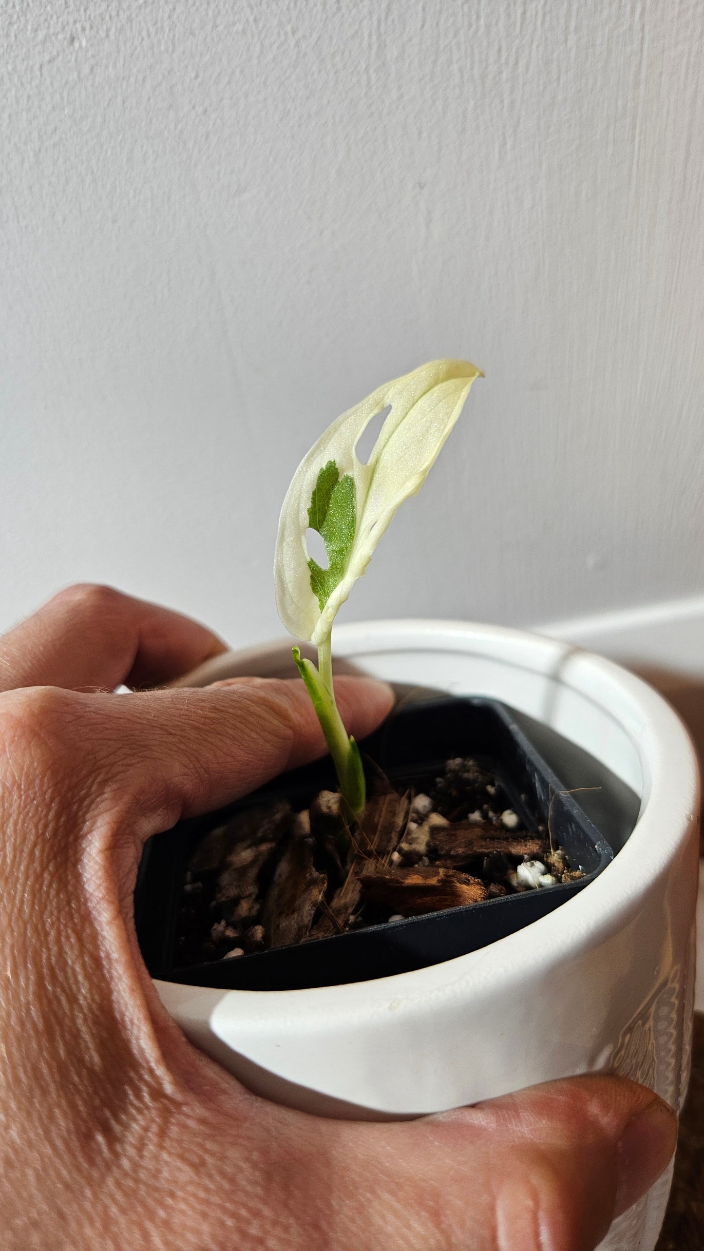 Monstera Andasonii Archipelago Ghost (MON-471)
