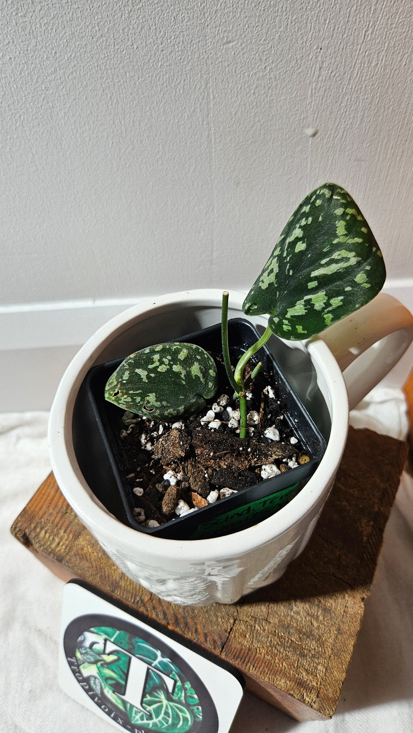 Scindapsus Tricolor Dark Form (SCI-1133)