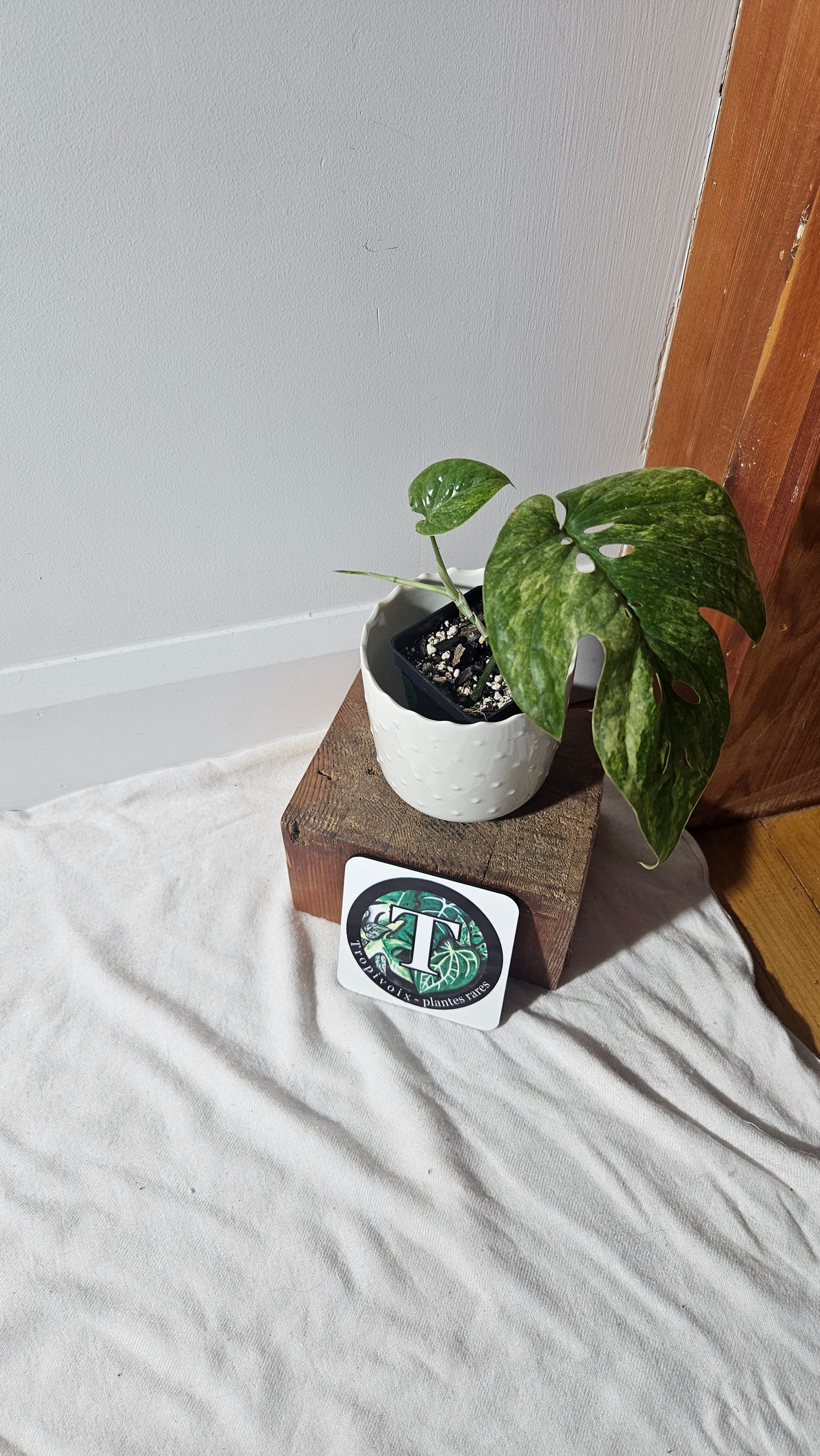 Amydrium Medium Mint Variegata (AMY-027)