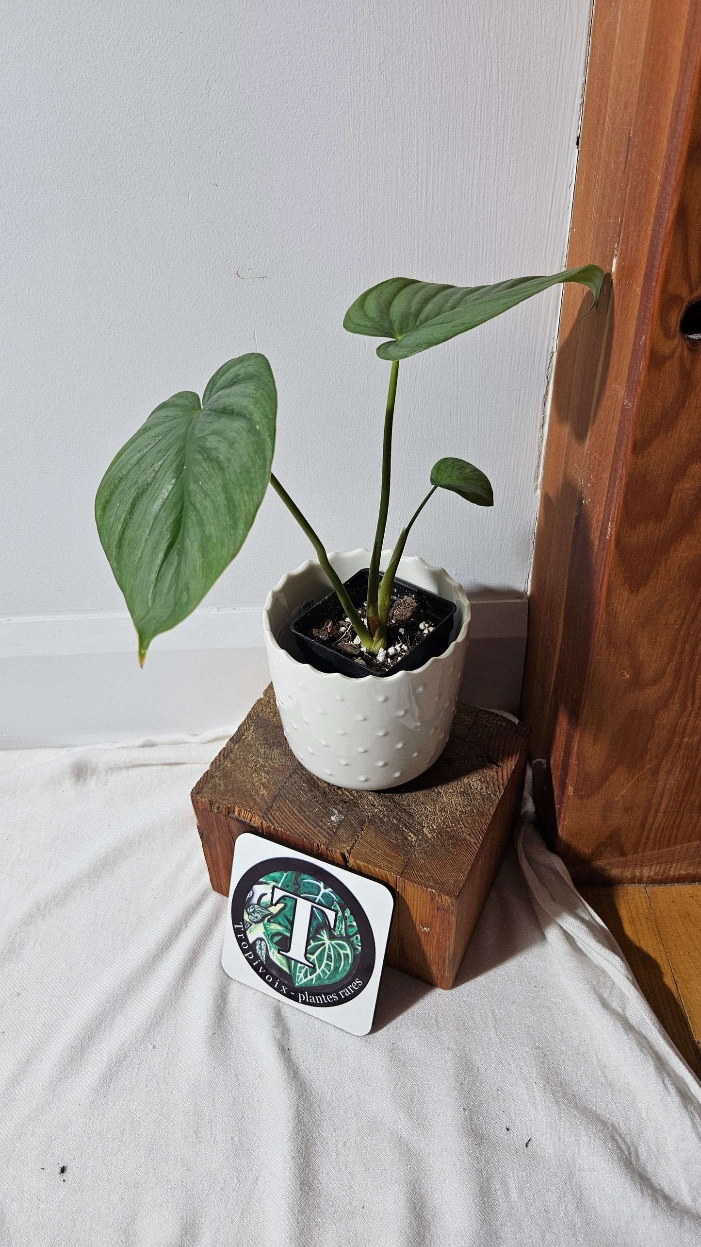 Philodendron Pastazanum Platinum (PHI-827)