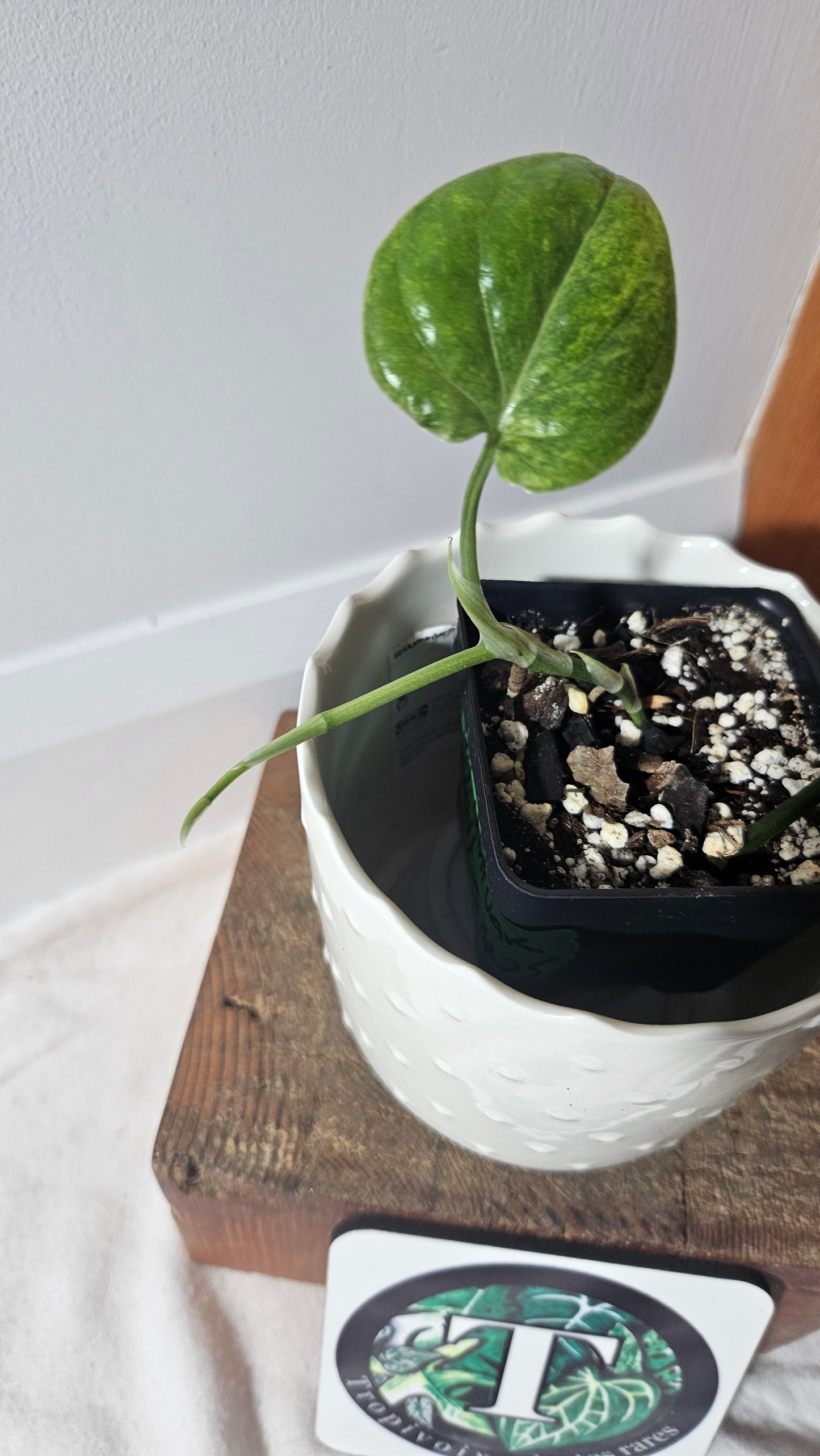 Amydrium Medium Mint Variegata (AMY-027)