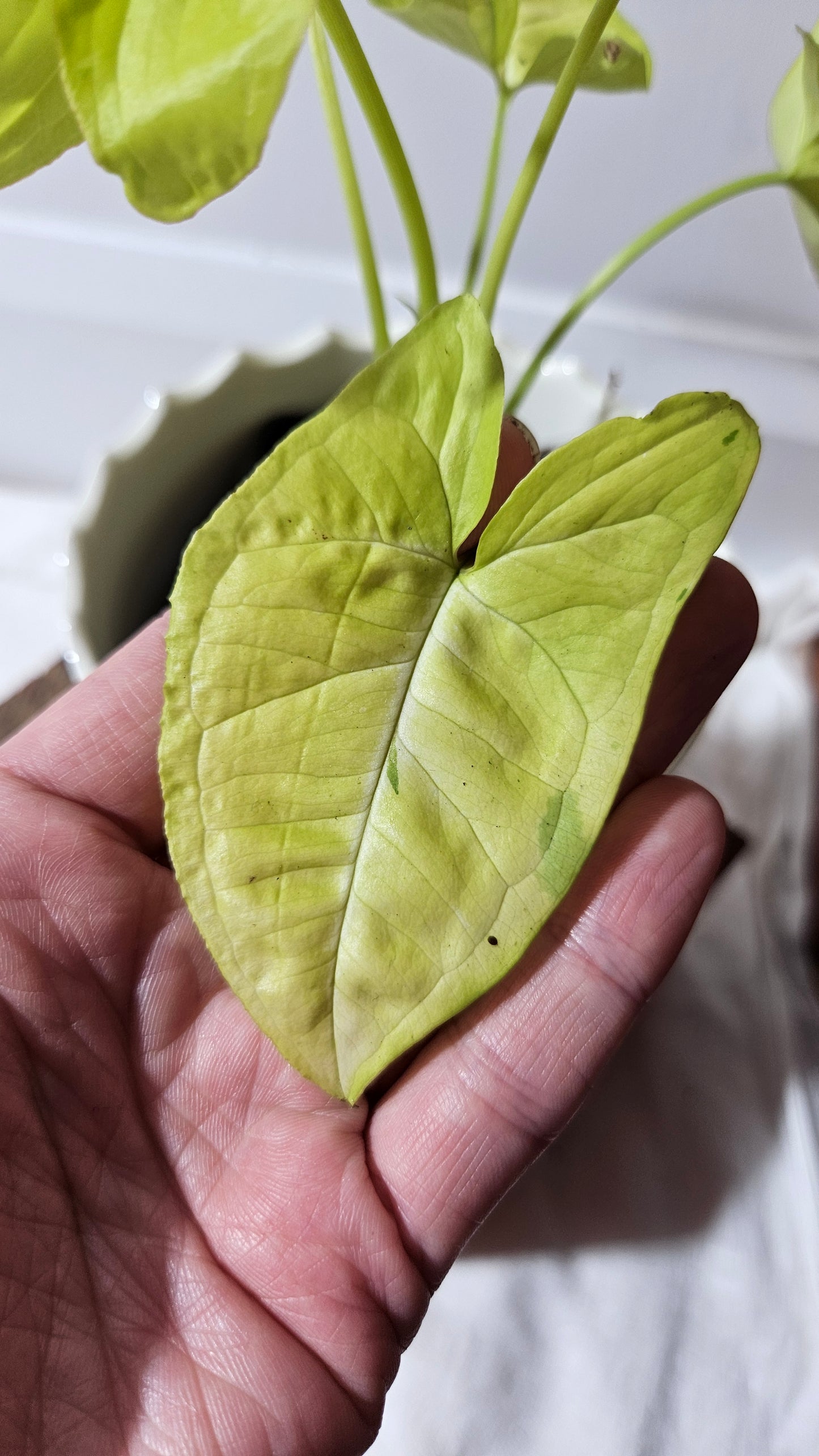 Syngonium Lime Soda Variegata (SYN-439)