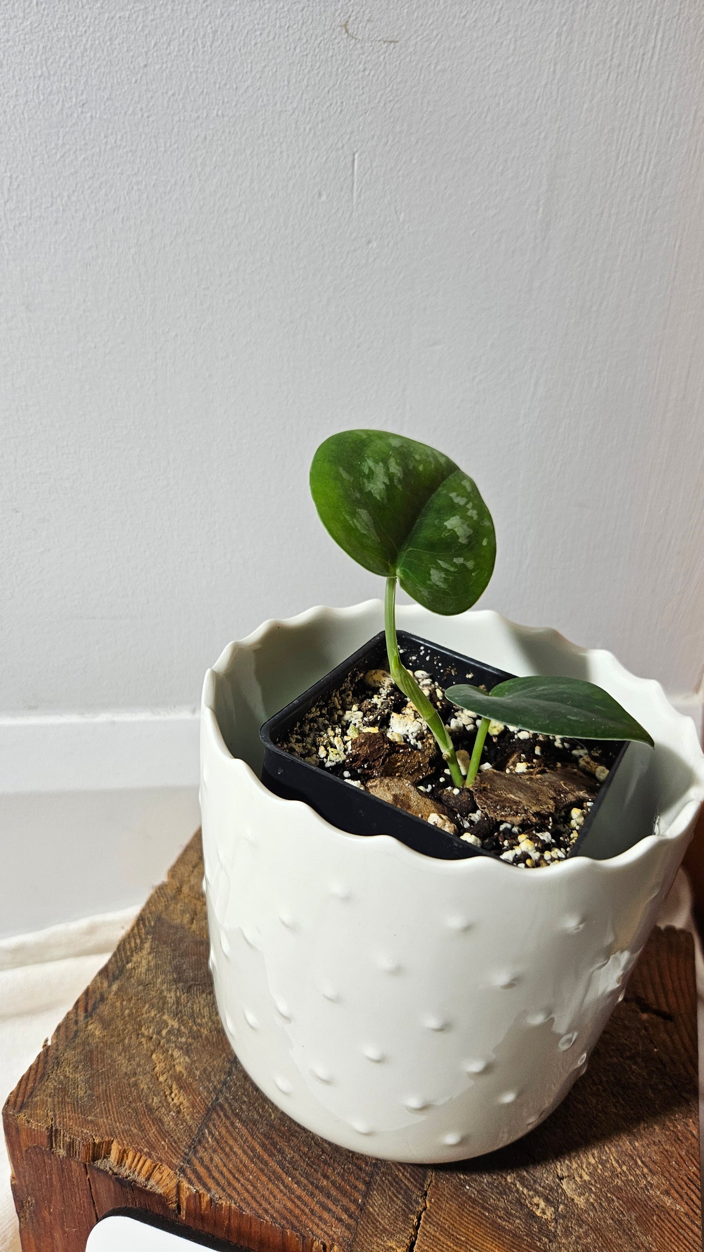 Scindapsus Black Mamba Mutation (SCI-763)
