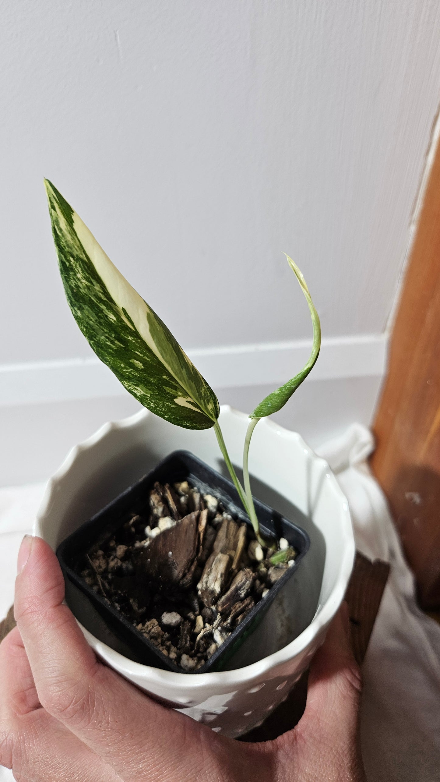 Epipremnum pinnatum Albo (EPI-212)
