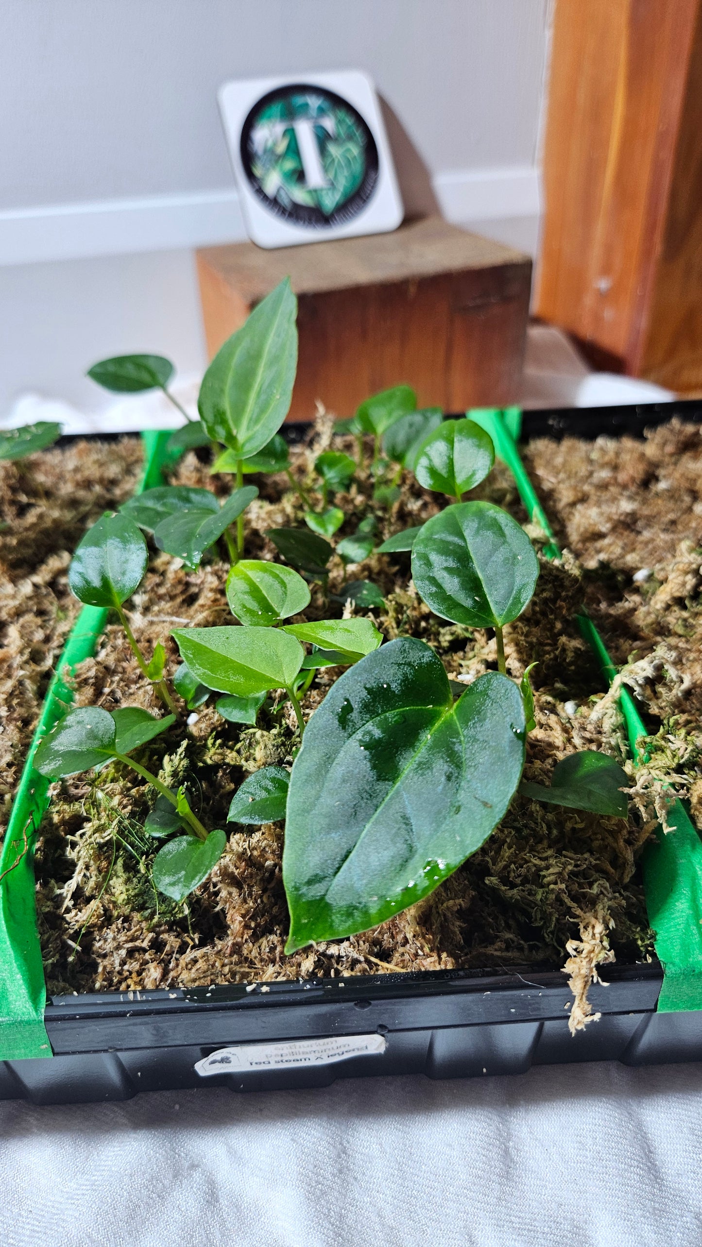 Anthurium Papillilaminum Red Stem X Papillilaminum Legend "format SEEDLING"