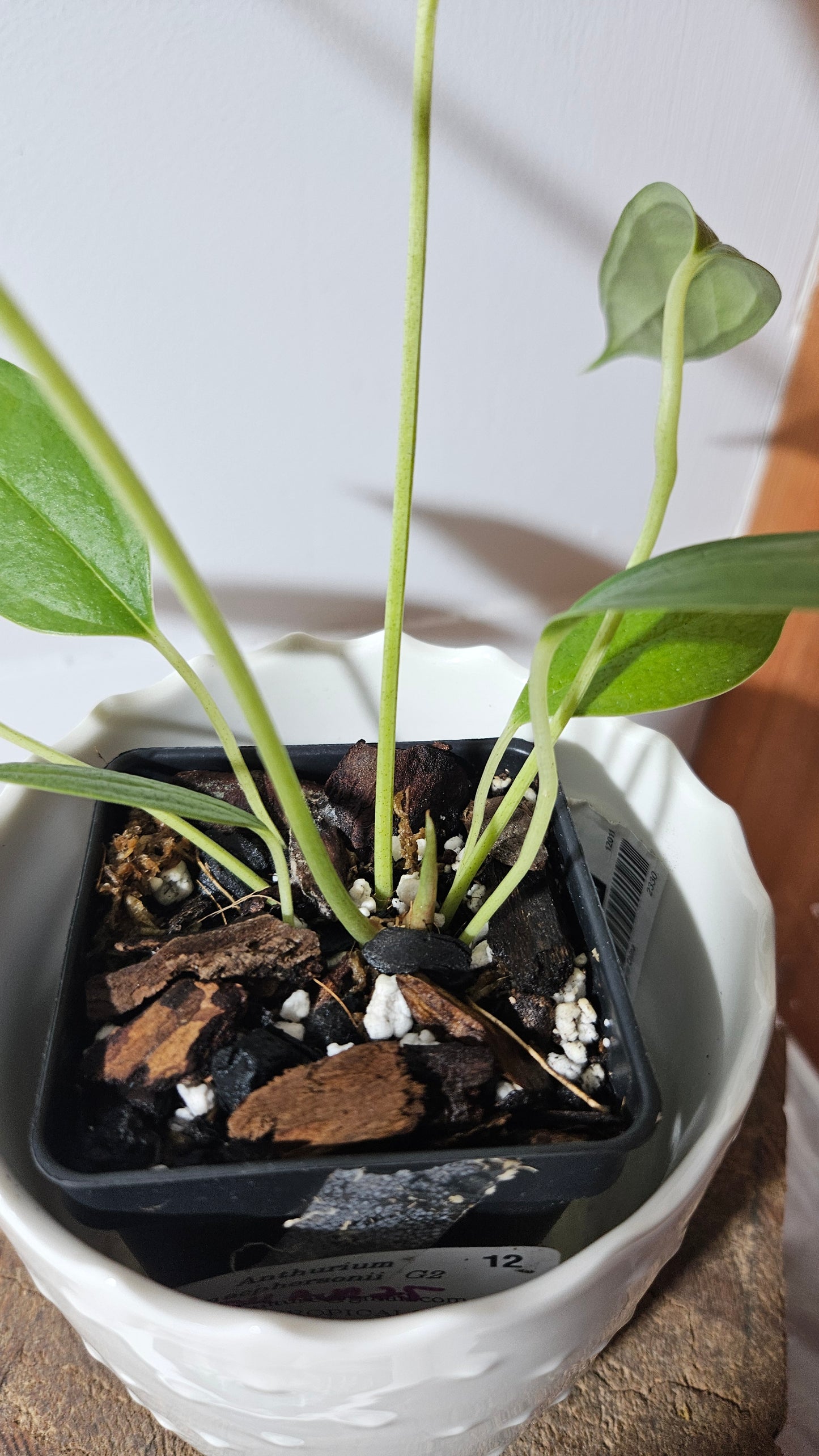 Anthurium Macphersonii "format MOYEN" (ANT-408)
