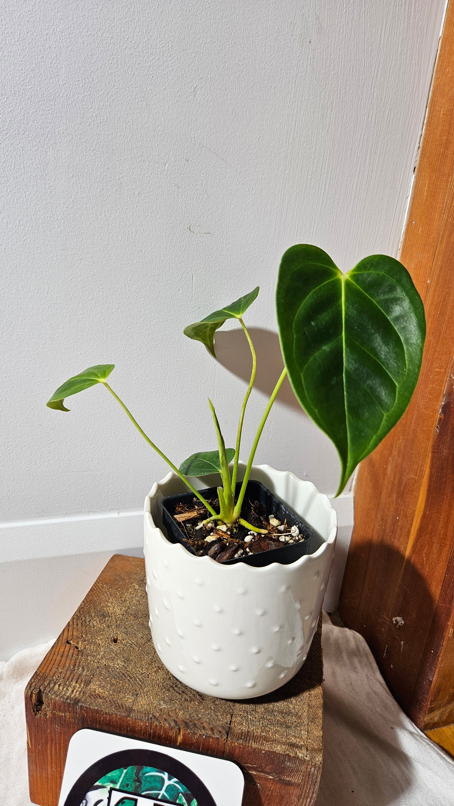 Anthurium Esmeraldense x Veitchii "format PETIT" (ANT-483)