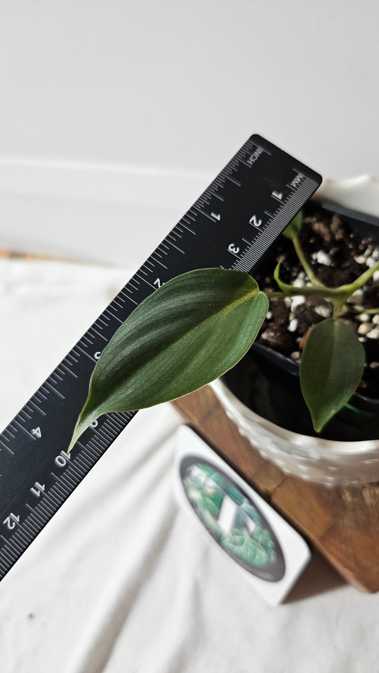 Philodendron Gloriosum Veins (PHI-837)