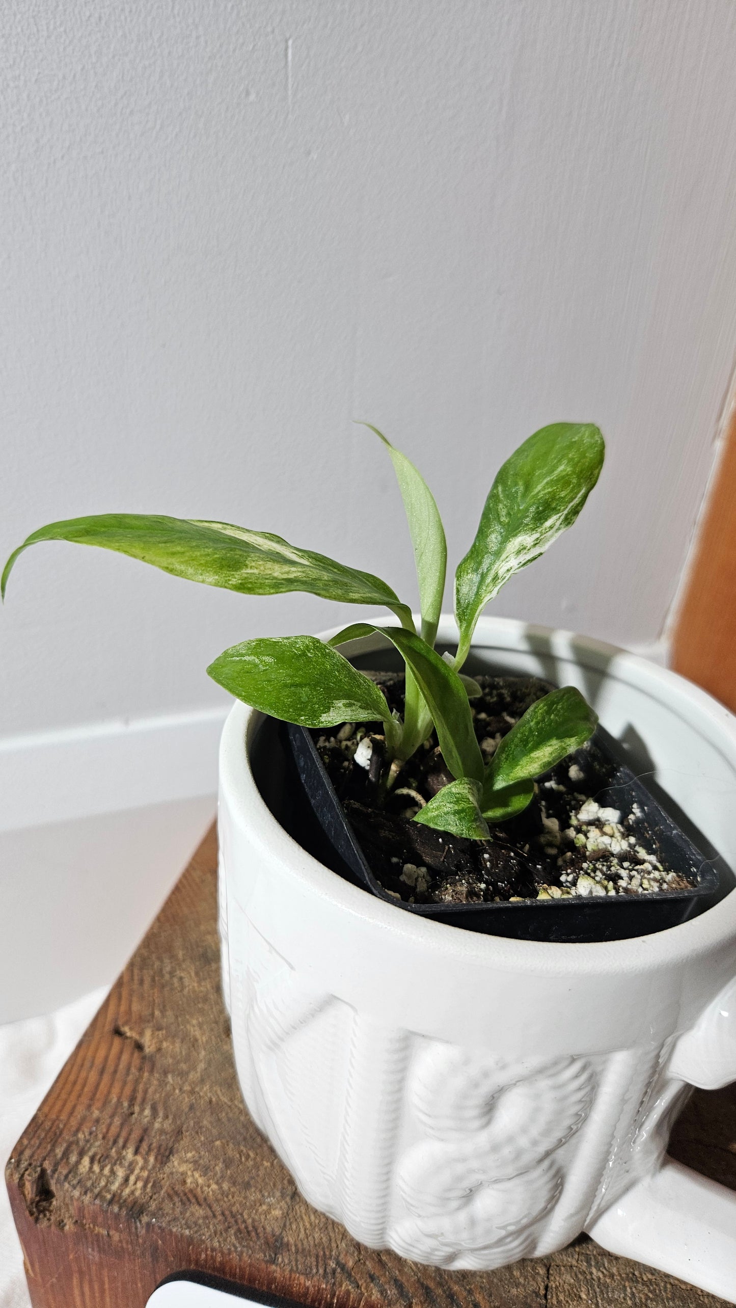 Rhaphidophora Puberula Variegata (AUT-080)