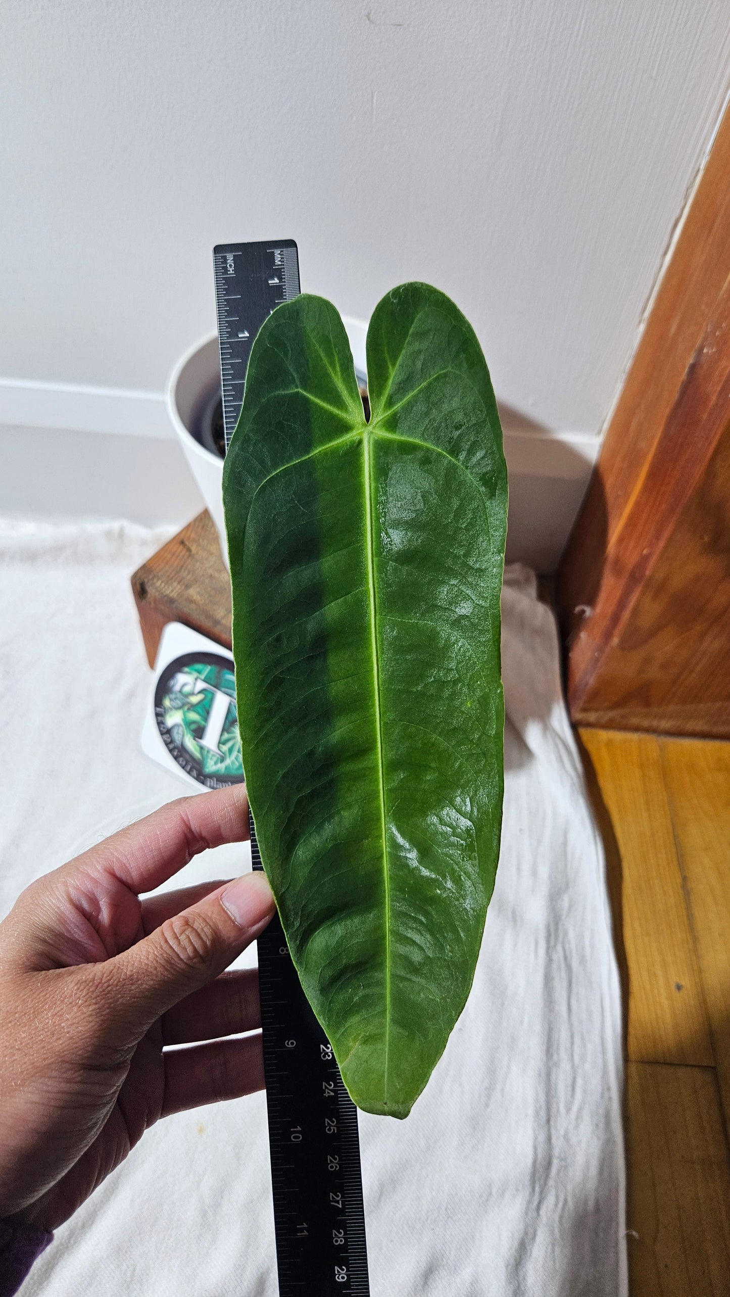 Anthurium Metallicum Narrow "Format MOYEN/LARGE" (ANT-476)