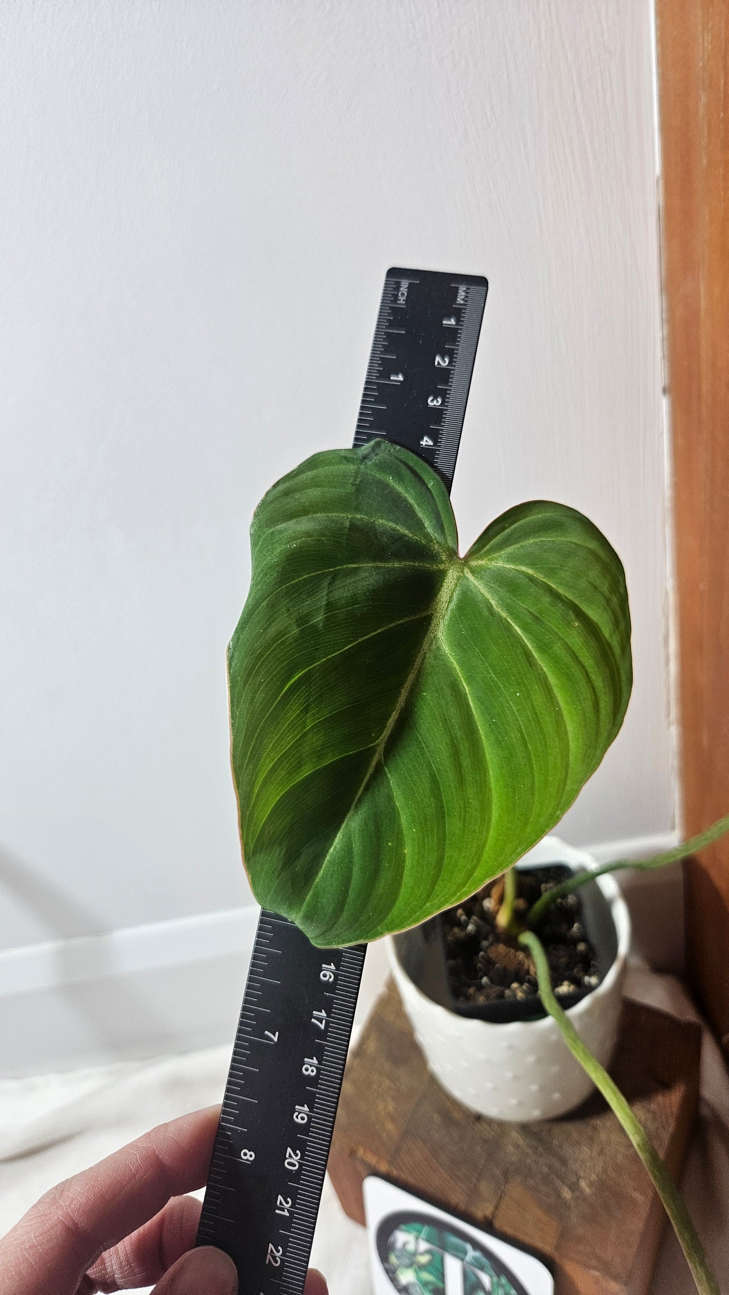 Philodendron Gloriosum (PHI-696)