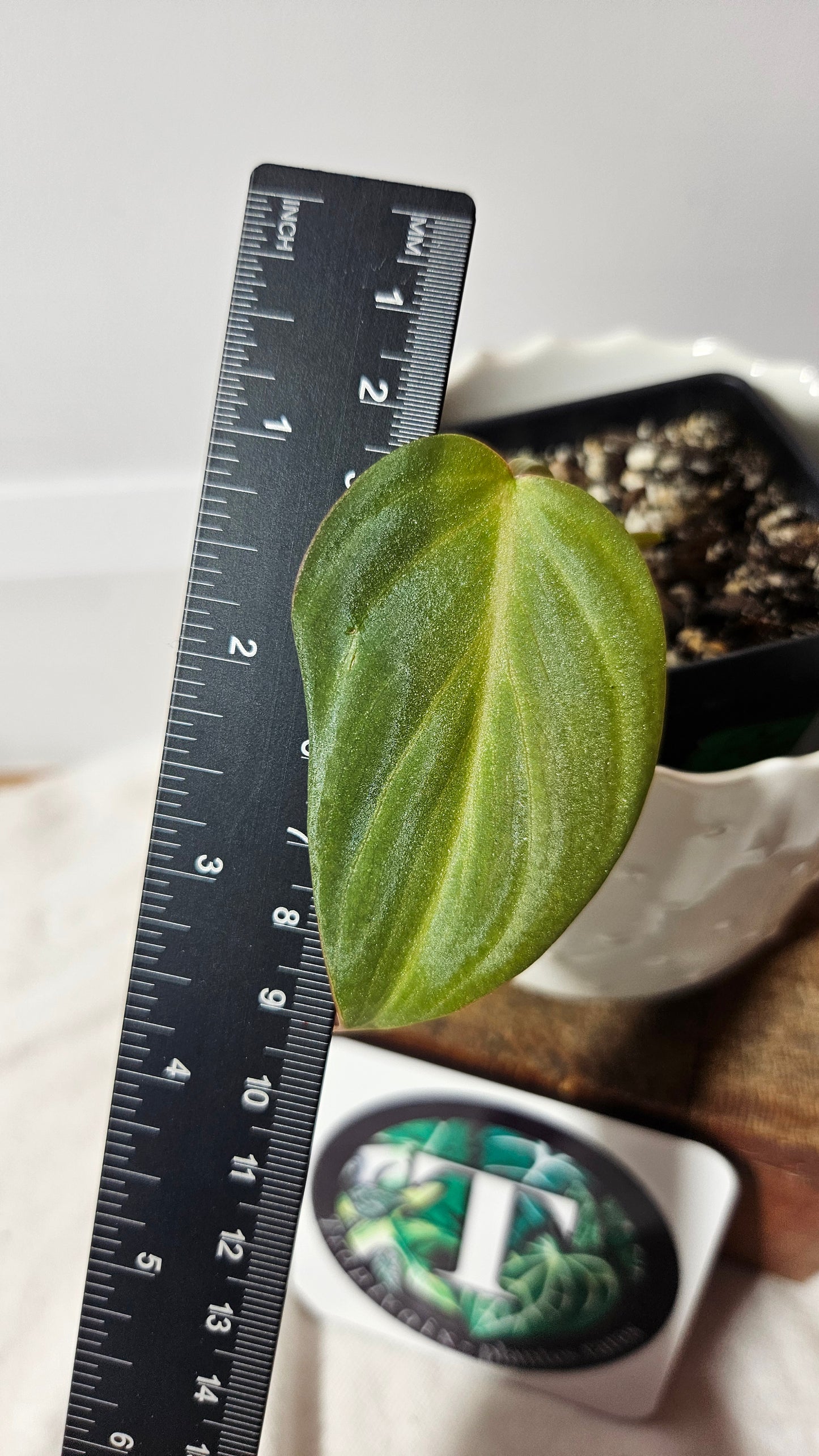 Philodendron Gloriosum Radiante Spécial (PHI-746)