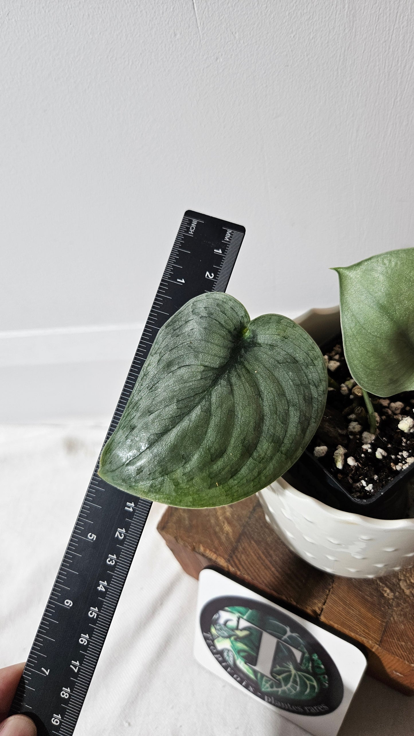 Scindapsus Silver Cloud (SCI-1049)