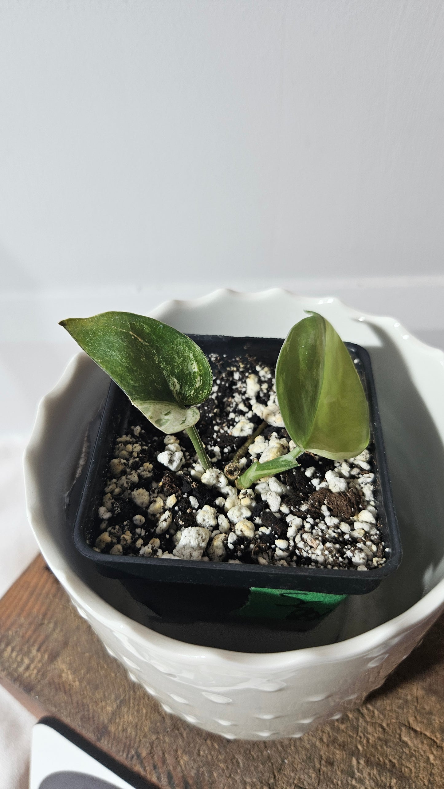 Scindapsus Silver Satin Tricolor (SCI-830)