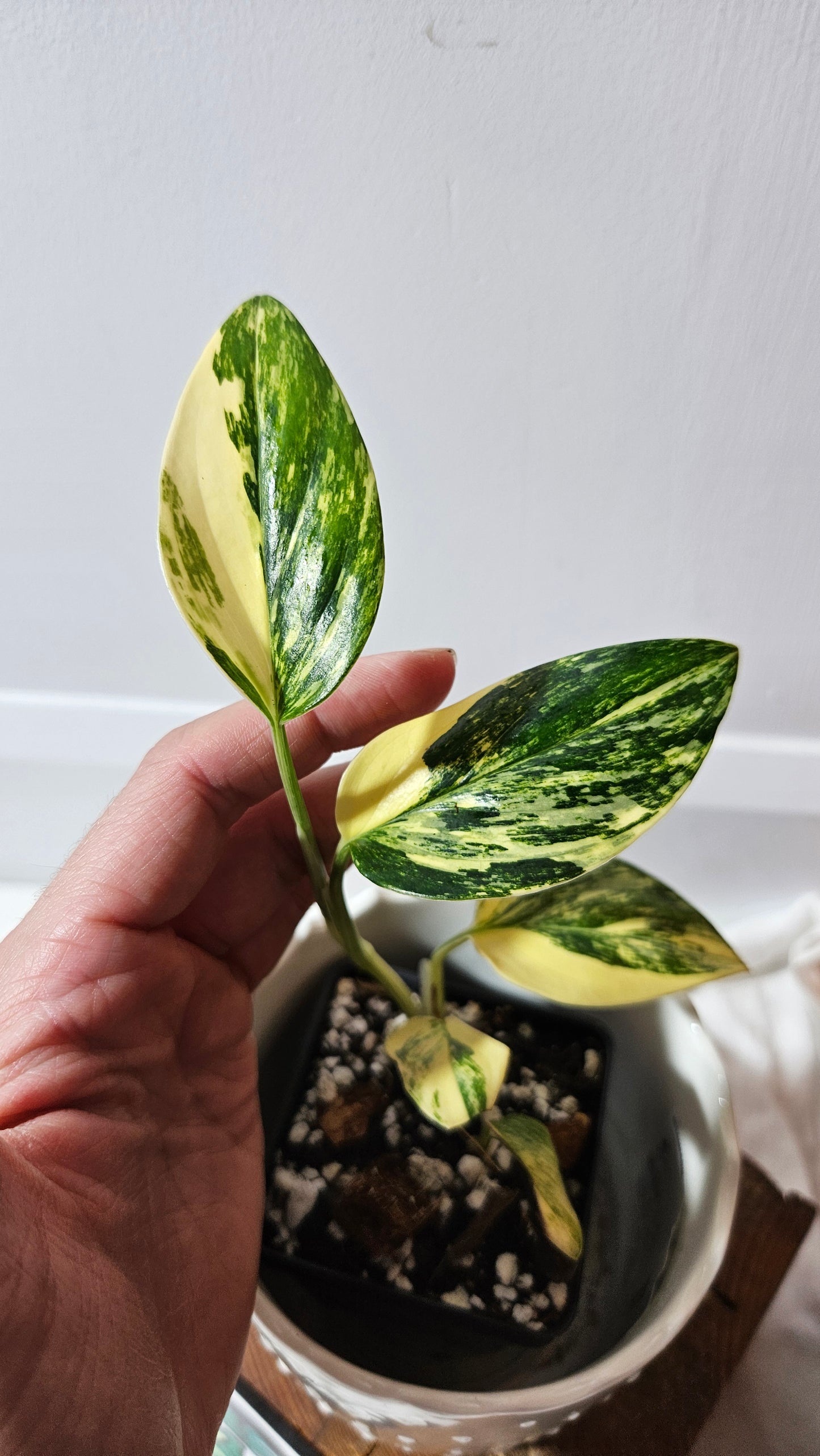 Monstera Standleyana Aurea (MON-411)
