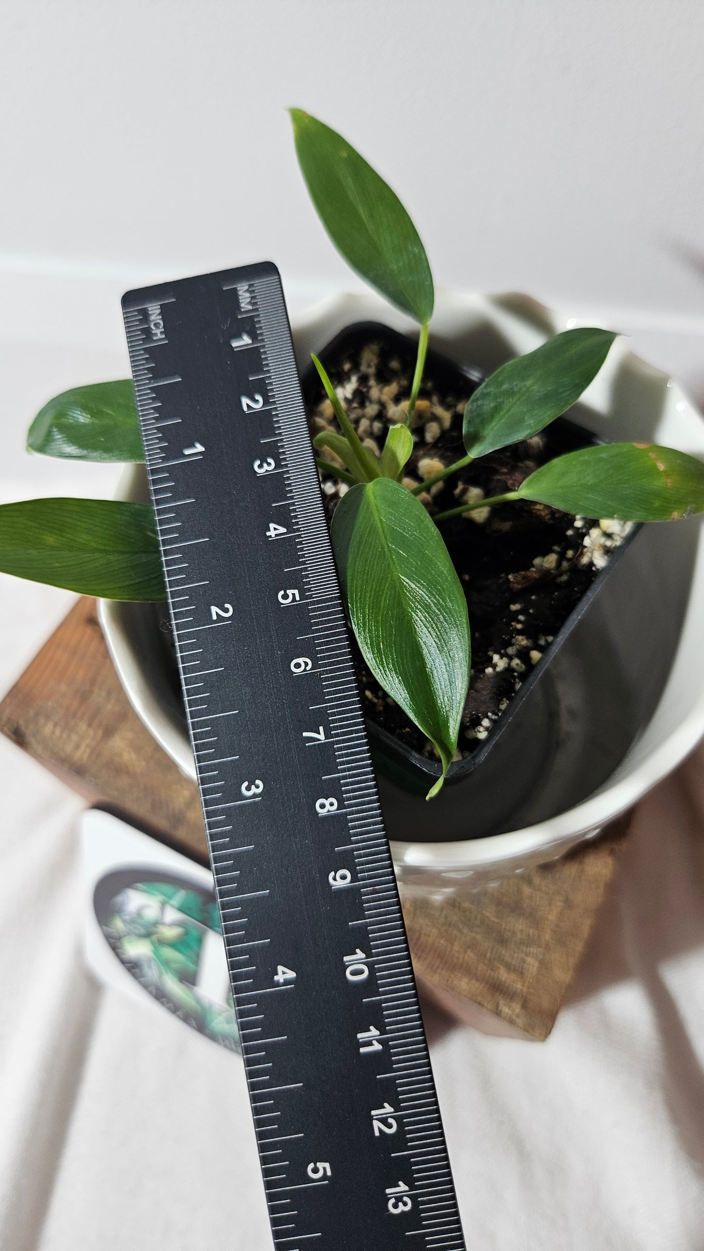 Philodendron Patriciae (PHI-748)