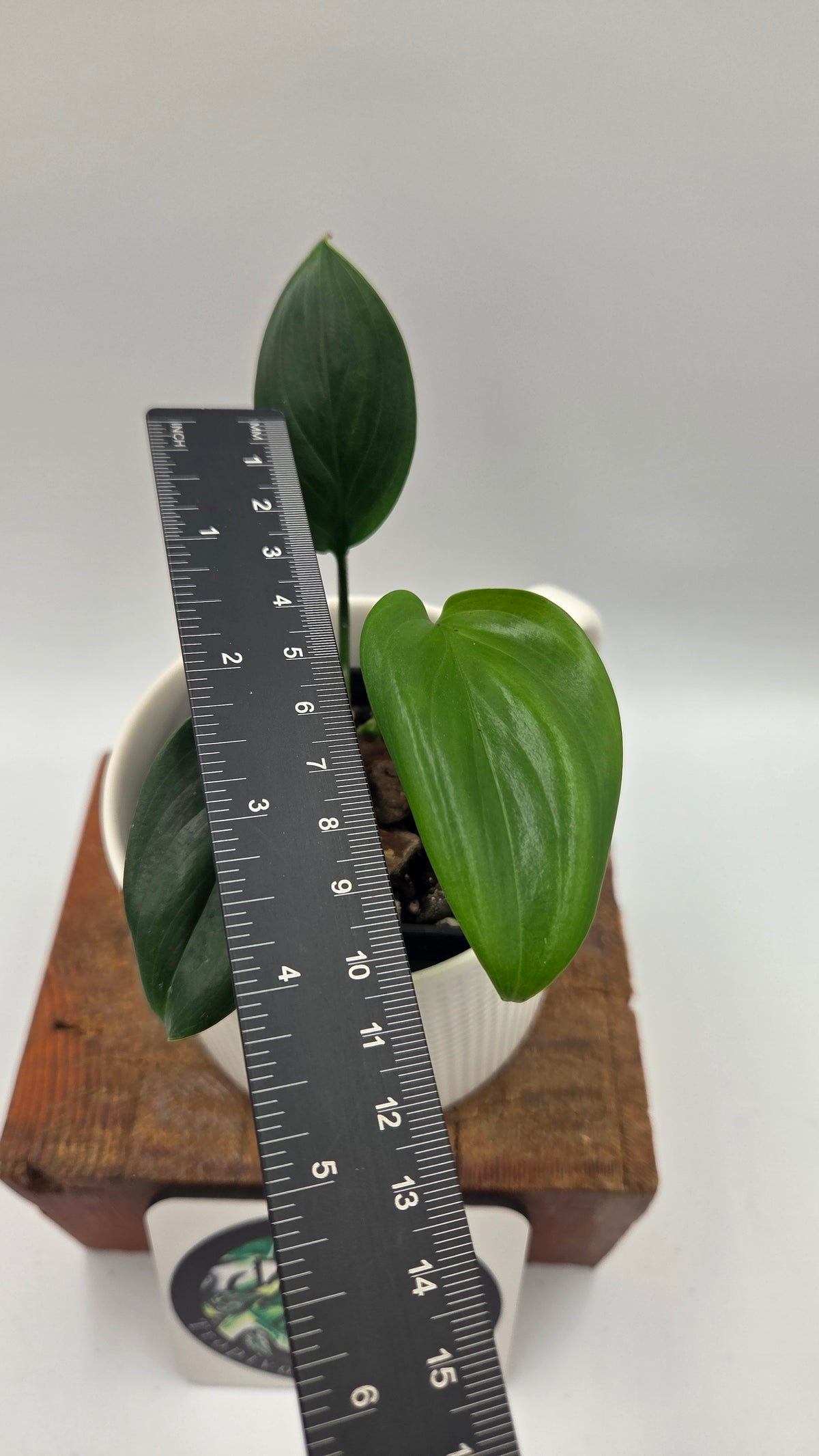 Scindapsus Hederaceus Blue (SCI-1514)
