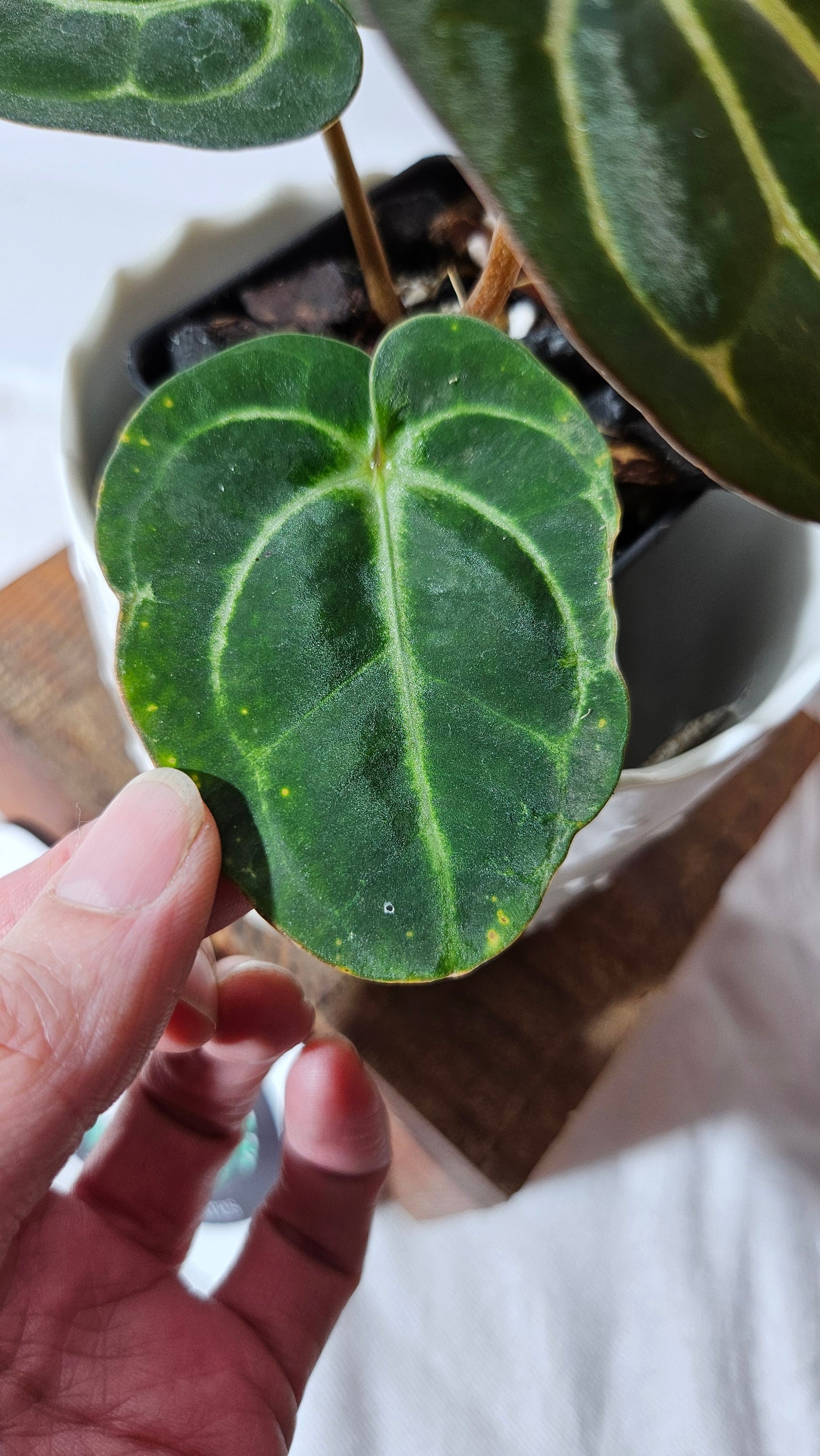 Anthurium Carlablackiae (d'équateur) "format PETIT/MOYEN" (ANT-405)