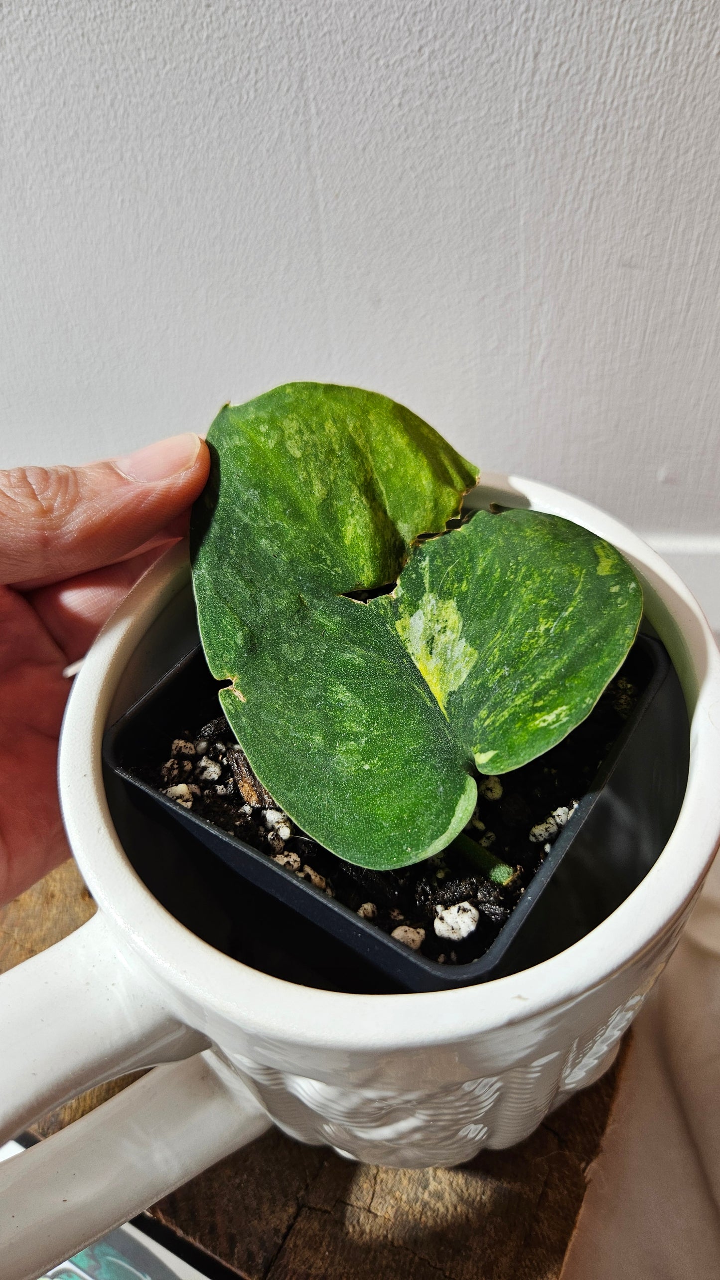 Scindapsus Parahiyangan (SCI-1067)