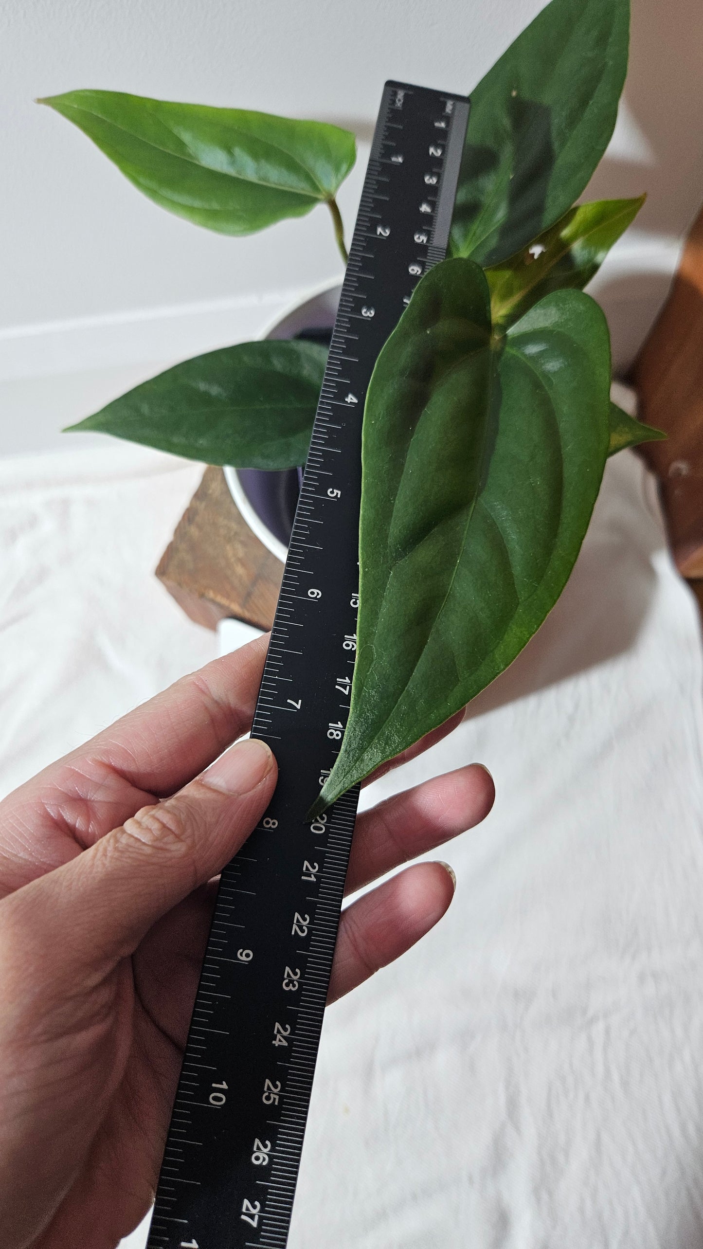 Anthurium Napo X Luxurians "format MOYEN" (ANT-427)