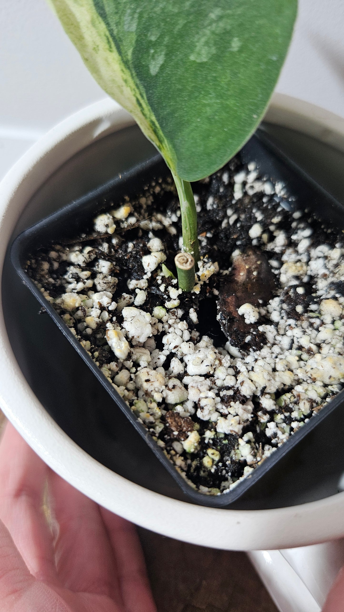 Scindapsus Black Dragon Variegata (SCI-858)