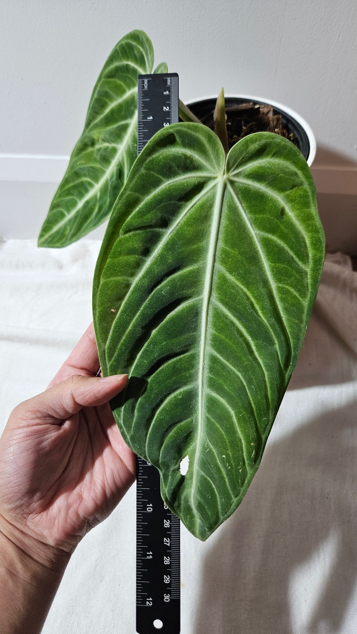 Anthurium Villenaorum Green "LARGE format" (ANT-245)