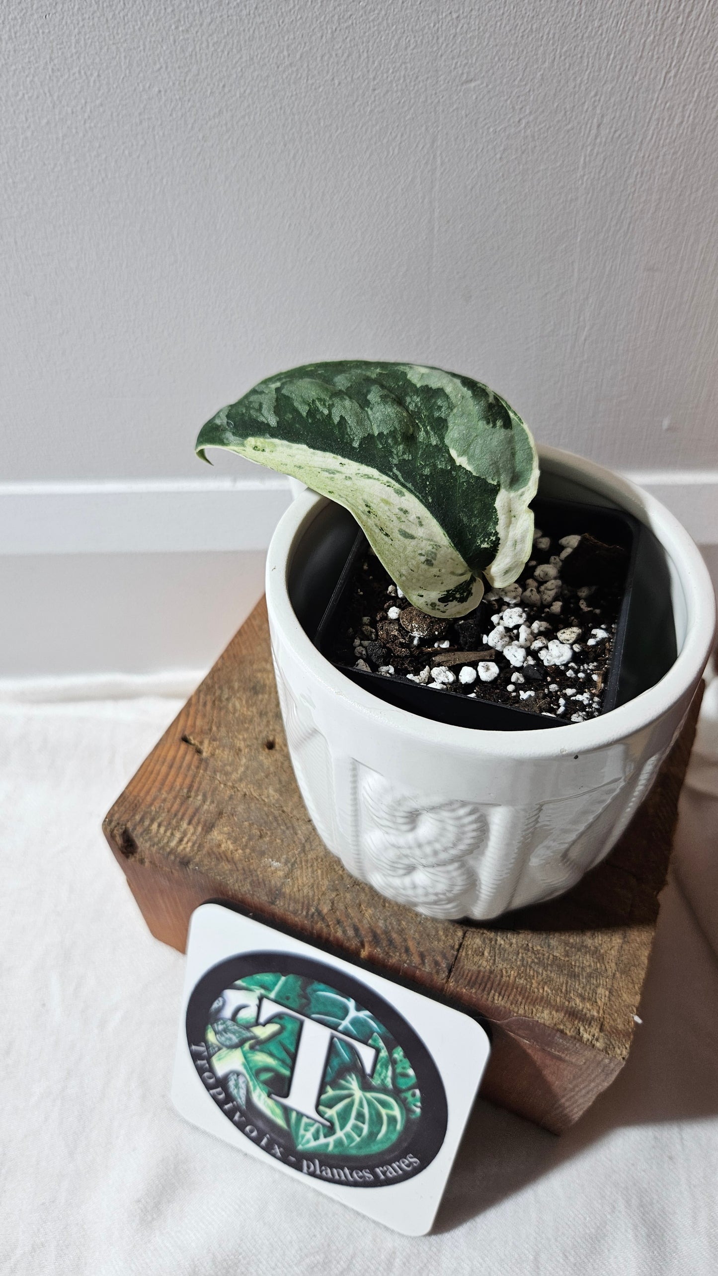Scindapsus Black Dragon white (SCI-1076)