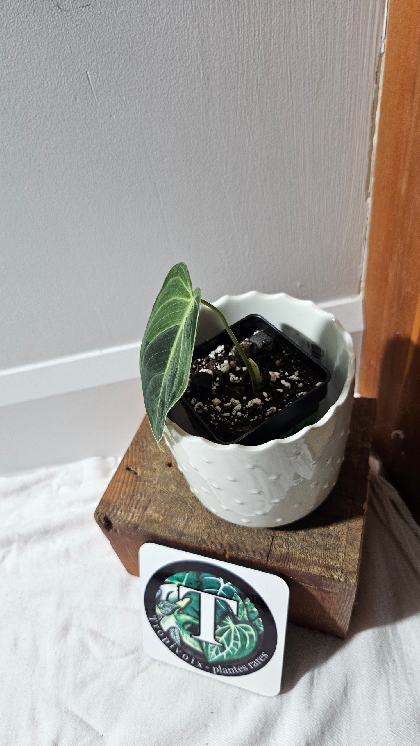 Philodendron Melanochrysum Variegata (PHI-870)