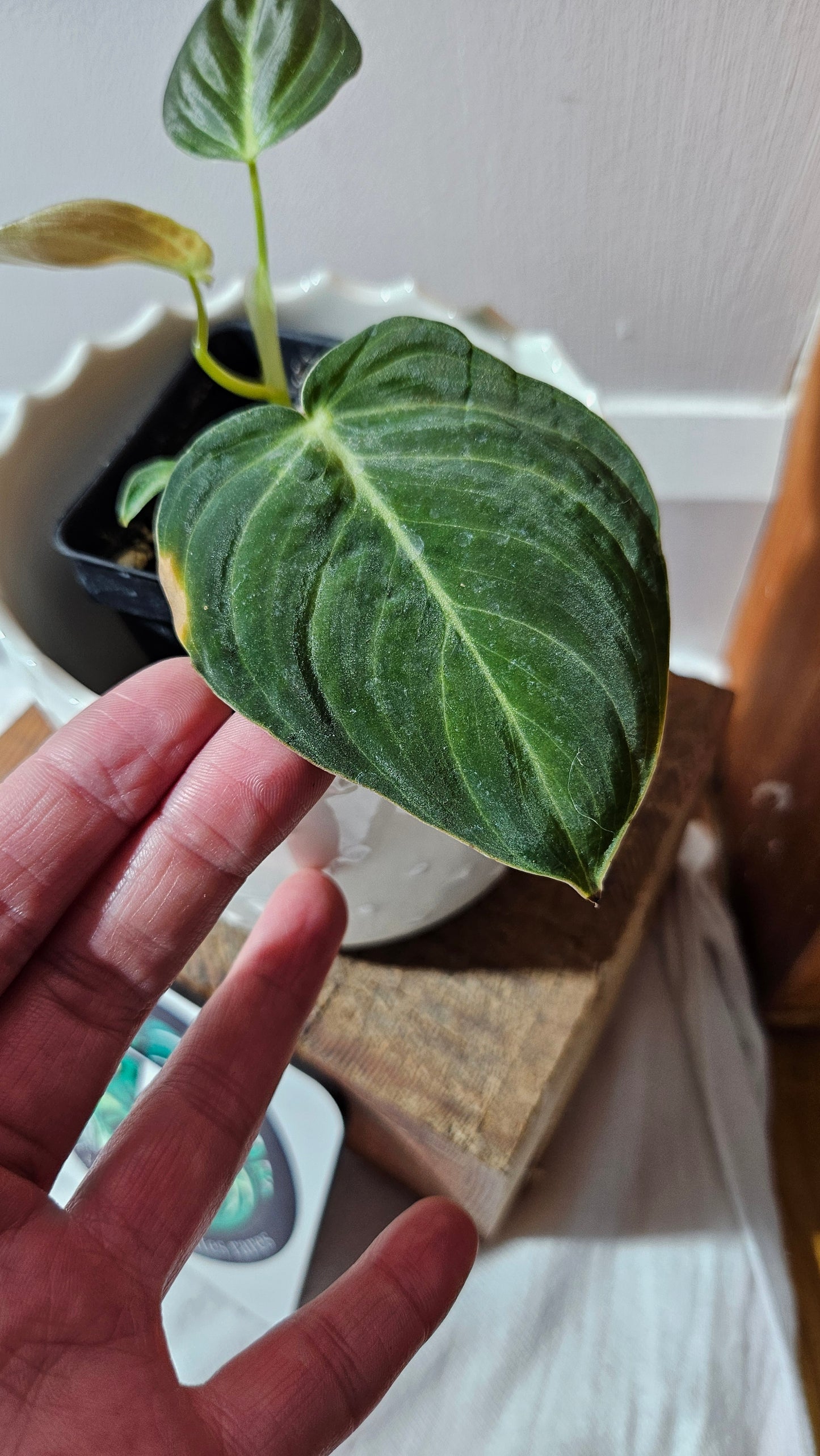 Philodendron Melanochrysum (PHI-863)